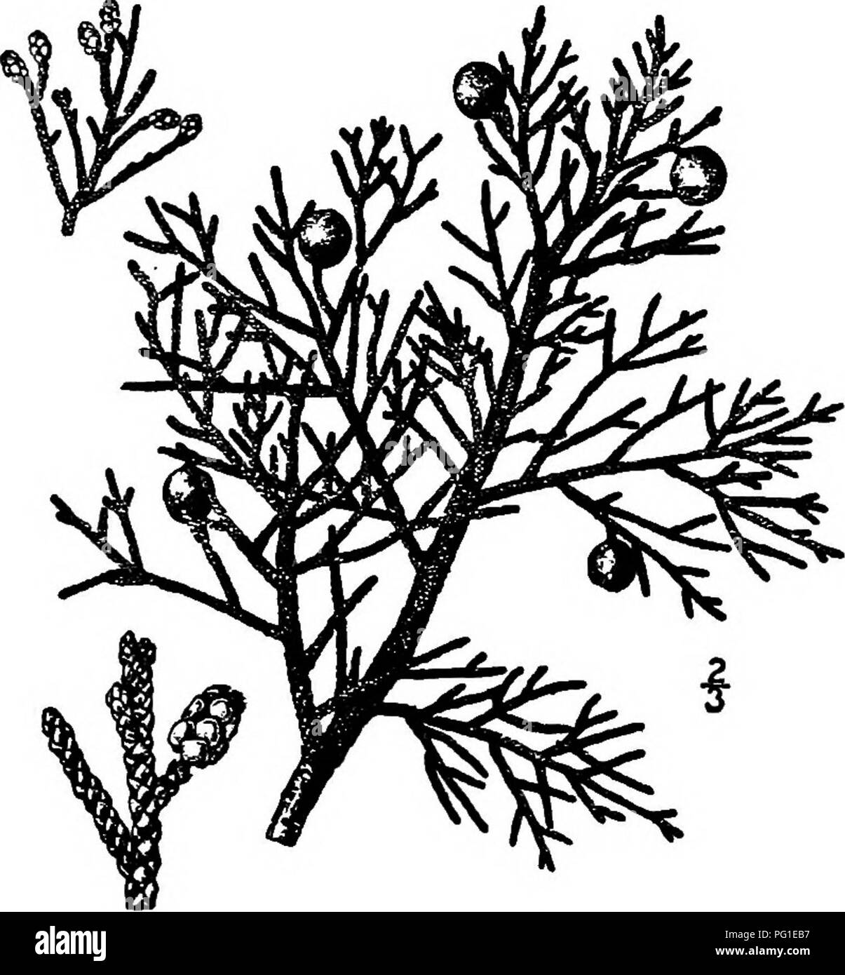 . North American trees : being descriptions and illustrations of the trees growing independently of cultivation in North America, north of Mexico and the West Indies . Trees. 114 The Junipers 7. WESTERN JUNIPER —Jmiipenis ocddentalis Hooker Juniperus excelsa Pursh, not Bieberstein. Juniperus andina Nuttall A tree or shrub, often prostrate, of the mountains of Washington and Idaho, south to the San Bernardino Mountains of California, mostly at altitudes of from 1800 to 3000 meters, reaching a maximum height of about 18 meters with a trunk diameter of 9 dm.; low forms sometimes have trunks of mu Stock Photo