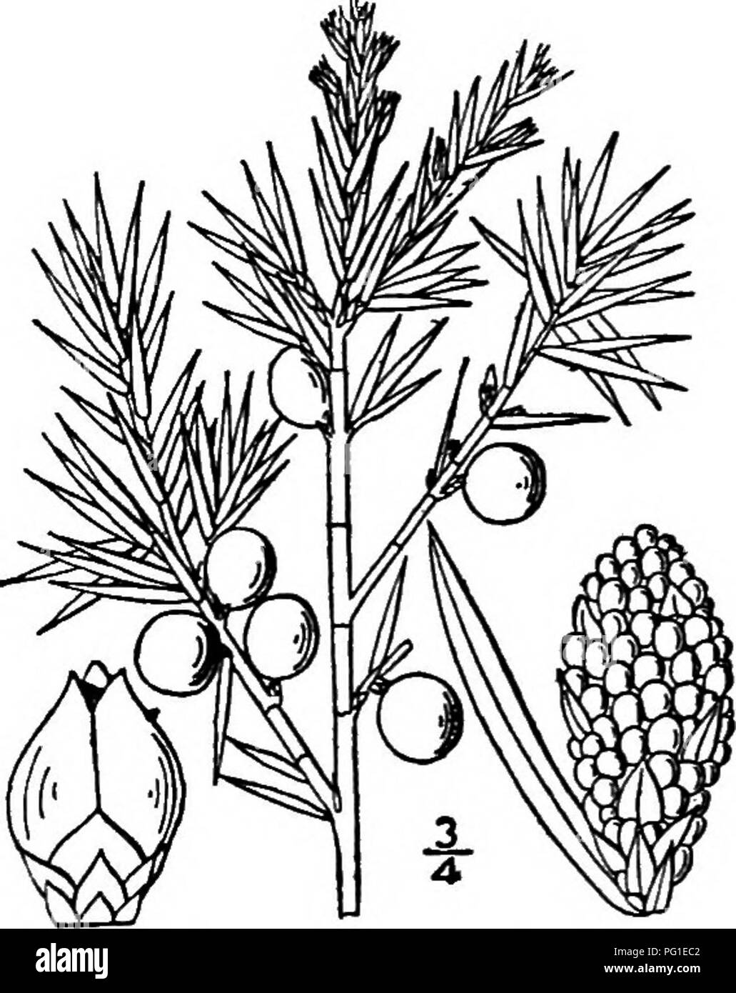 This guide offers detailed descriptions of various North American tree