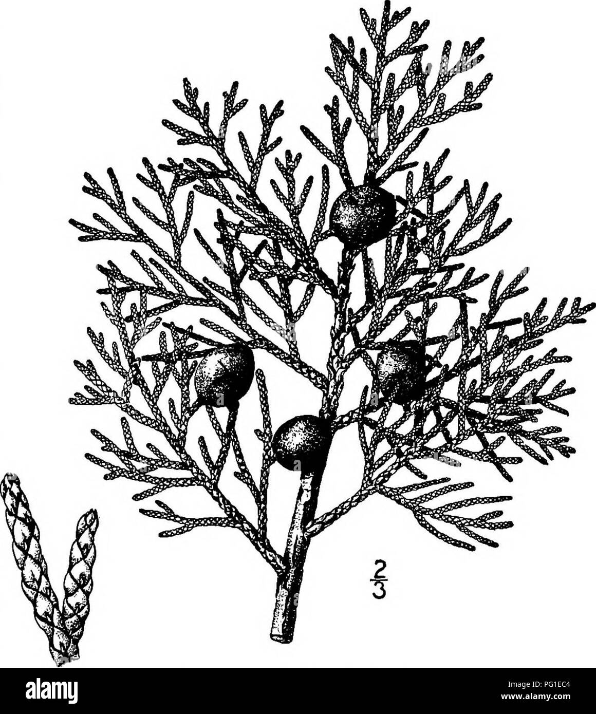 . North American trees : being descriptions and illustrations of the trees growing independently of cultivation in North America, north of Mexico and the West Indies . Trees. California Juniper 109 clipping and was a great favorite for hedges, especially when topiary gardening was in vogue. A great many varieties are now in cultivation. The Low Juniper, Juniperus sibirica Burgsdorf, is a low shrub, with stems radiating from a central root, sometimes appearing like a gigantic bird's-nest, with stouter and often shorter leaves which are sometimes curved; it grows on hills in the northern parts o Stock Photo