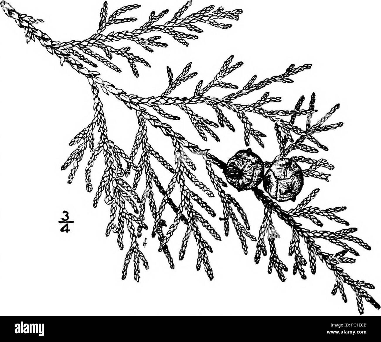 . North American trees : being descriptions and illustrations of the trees growing independently of cultivation in North America, north of Mexico and the West Indies . Trees. Fig. 79. — White Cedar. 2. SITKA CYPRESS — Chamaecyparis nootkatensis (Lambert) Spach Cupressus nootkatensis Lambert A tall slender tree occurring from Alaska southward through British Co- lumbia and Washington to Oregon. At the north it occurs at sea level, southward it is found at higher elevations up to 1200 meters, where it is of ten,reduced to shrub- by forms. Its maximum height is 36 meters, with a trunk diameter of Stock Photo
