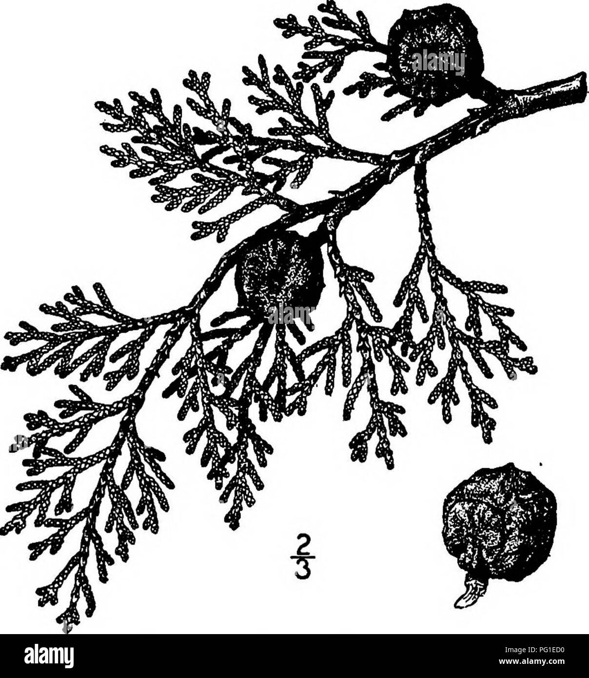 . North American trees : being descriptions and illustrations of the trees growing independently of cultivation in North America, north of Mexico and the West Indies . Trees. Gowen Cypress 99 2. GOWEN CYPRESS — Cupressus Goveniana Gordon This handsome tree occurs sparingly in western California from Mendocino county southward to San Diego county, often reaching an altitude of 900 meters in mountain canons. It is very variable, from a vigorous tree 15 meters high, with a trunk diameter of 6 dm., to a small shrub. It is also called Mountain cypress and North coast cypress. The trunk is short and Stock Photo