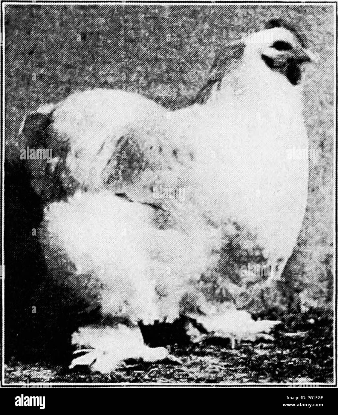 . Principles and practice of poultry culture . Poultry. 498 POULTRY CULTURE. Fig. 491. White Cochin hen. graph by Graham) (Photo- for breeding purposes and those to be used for food as soon as they have reached the desired stage of development. Stock to be devel- oped for breeding purposes must be allowed and even encouraged' to use the wings enough to coun- teract the tendency to atrophy through disuse.'' The tendency to fatten, most desirable in stock bred for the table, is directly opposed to the continued production of eggs. A degree of fatness may be main- tained with great prolificacy an Stock Photo