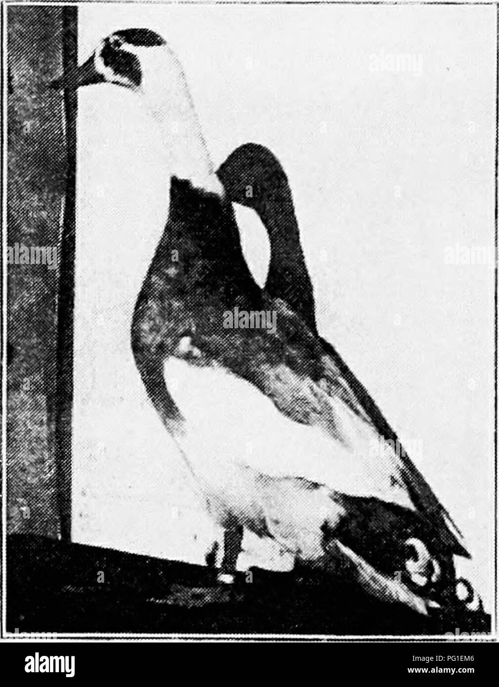Rouen duck Black and White Stock Photos & Images - Alamy