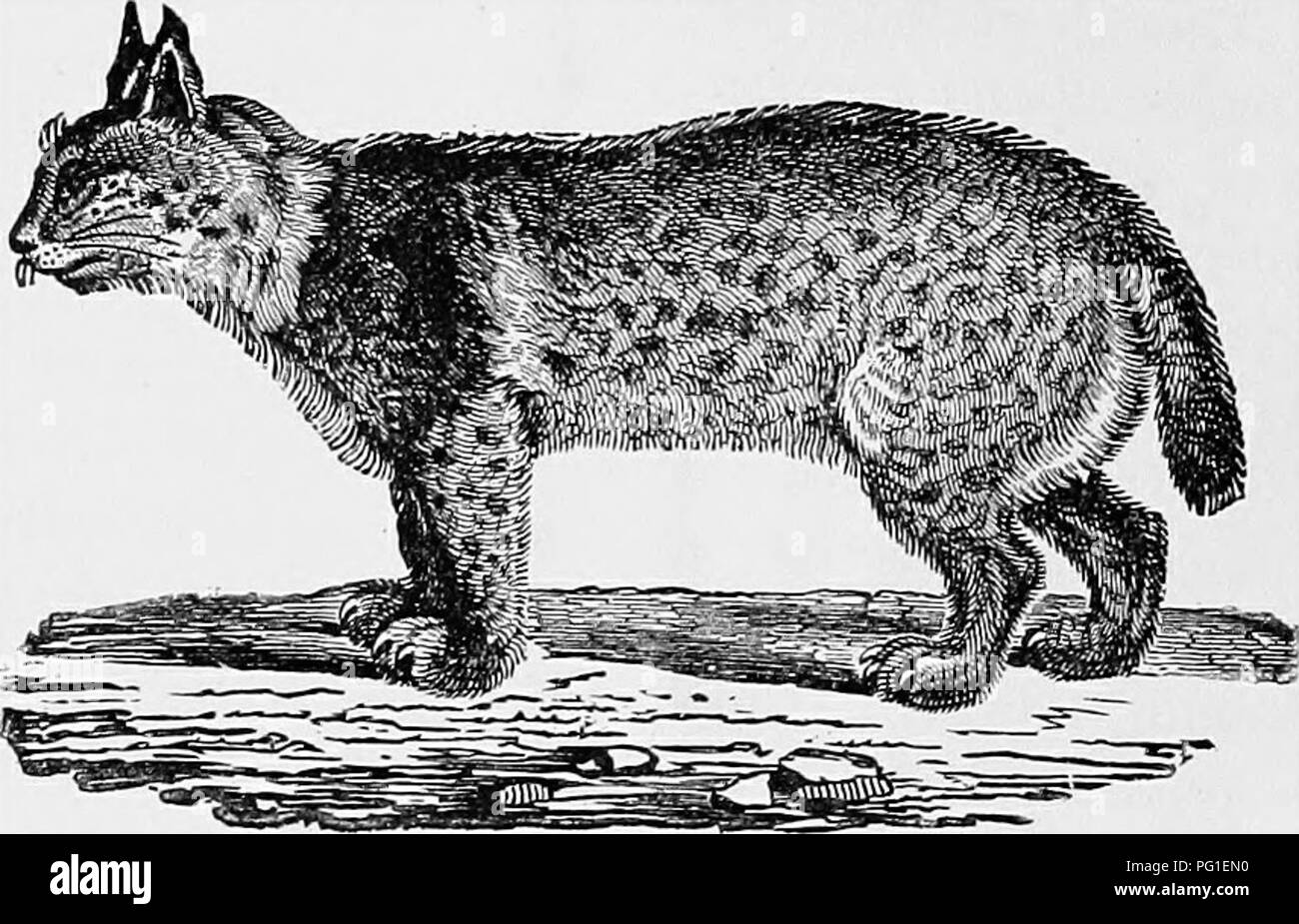 This work explores the extinct animal species of Pennsylvania ...