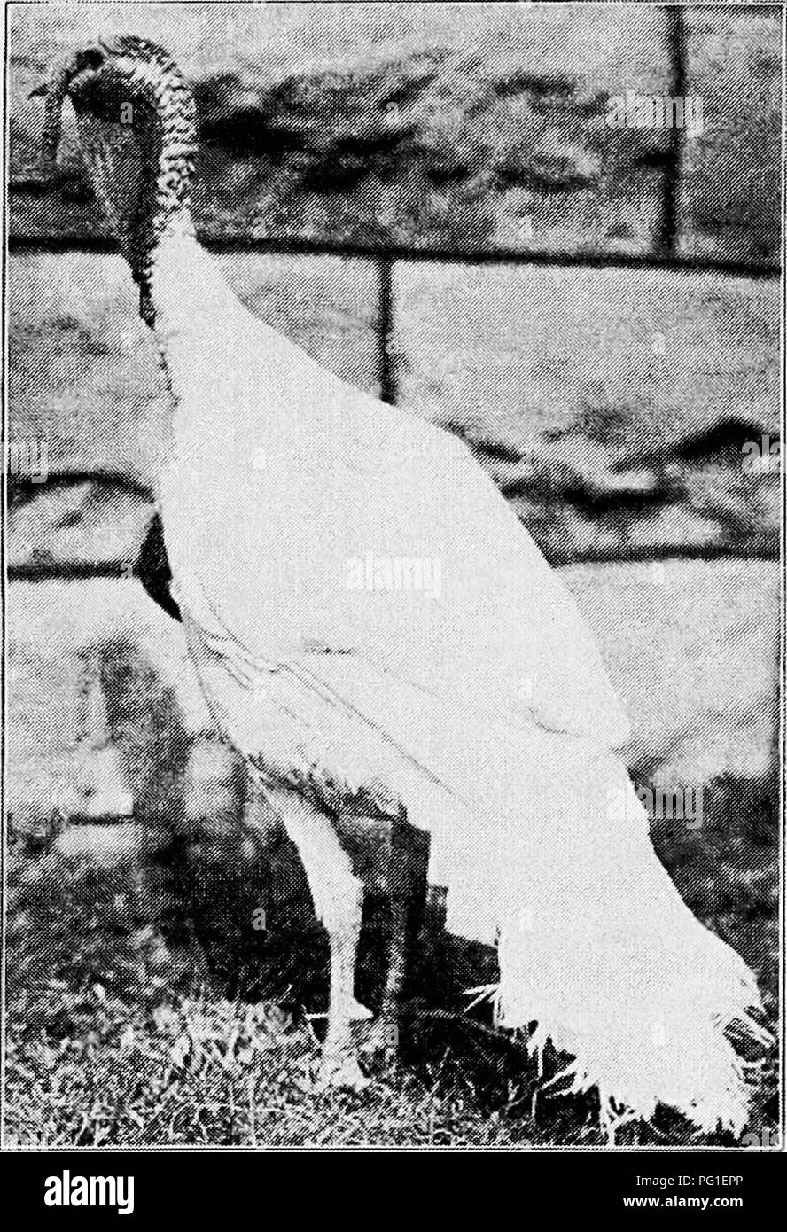 . Principles and practice of poultry culture . Poultry. TURKEYS, PEAFOWLS, GUINEAS, PHEASANTS 433 occurs often in wild turkeys and, mingling with the bronze, is doubt- less a most potent agent in keeping the color darker than that of the domestic bronze selected for lighter, more brilliant color. The White Turkey. When both white and black varieties of a bird are found, it is usual to consider the white a sport from the black. While such sports may occur, the history of white vari- eties of fowls shows that they are largely made up of white mongrels which ap- proach the desired type. The white Stock Photo