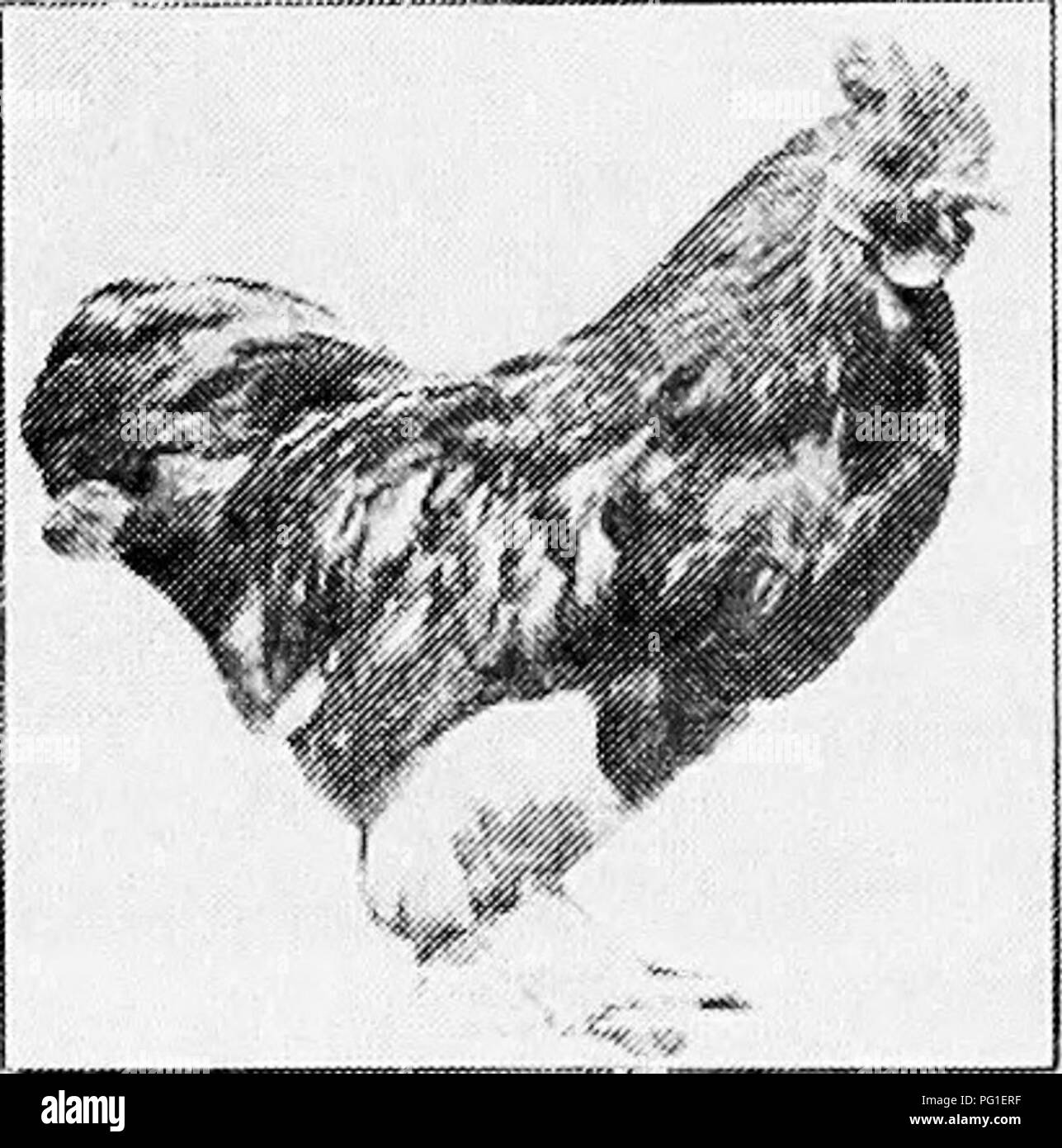 Principles and practice of poultry culture . Poultry. 428 POULTRY 