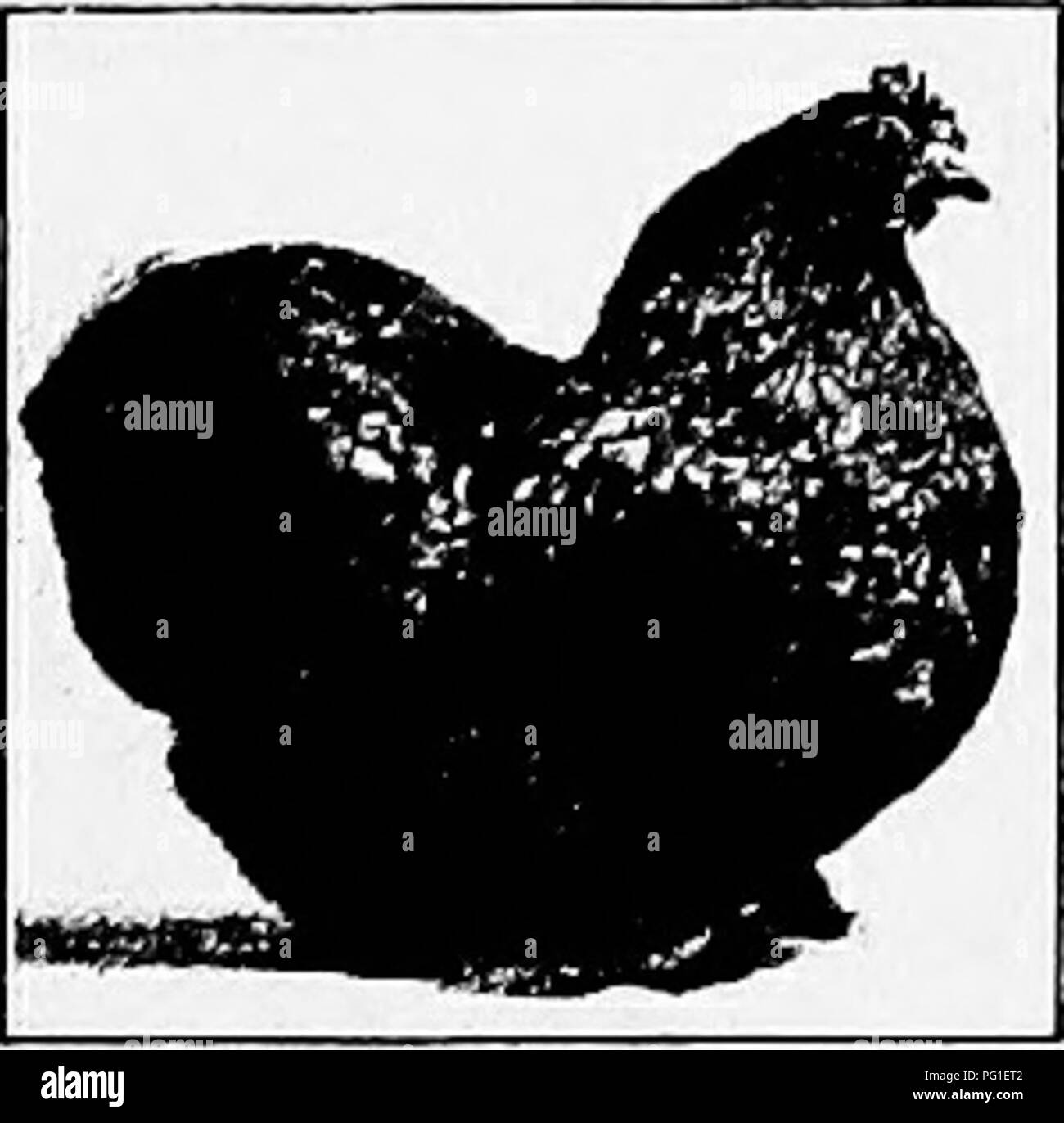 . Principles and practice of poultry culture . Poultry. Fig. 452. Black Cochin Bantam cockerel ^ Fig. 453. Black Co- chin Bantam pullet ^ avowed object in every case is to make the bantam, in shape, color, appurtenances, — everything but size, — just like the large breed that it resembles. The exact likeness desired is rarely secured — some students of the types say, never. Usually the head (and appurtenances), wings, and tail of the bantam are larger in proportion than those of the cor- responding large fowls, and the carriage is dif- ferent, particularly in the males, which are the most inso Stock Photo