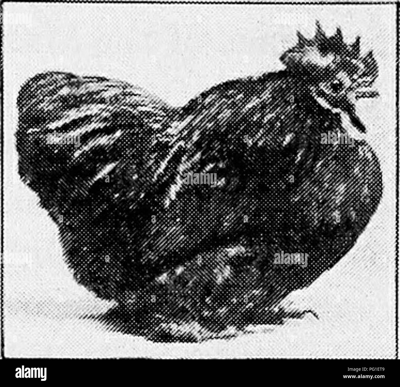 . Principles and practice of poultry culture . Poultry. TYPES, BREEDS, AND VARIETIES OF FOWLS 427. Please note that these images are extracted from scanned page images that may have been digitally enhanced for readability - coloration and appearance of these illustrations may not perfectly resemble the original work.. Robinson, John H. (John Henry), 1863-1935. Boston ; New York : Ginn and Company Stock Photo