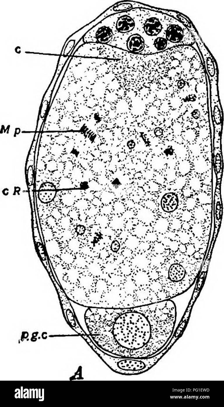 . Readings in evolution, genetics, and eugenics. Evolution; Heredity; Eugenics. THE BEARERS OF THE HERITAGE 295 in which a single large, primordial germ-ceU {p. g. c.) has already been set apart at one end of the developing embryo. The nuclei of the rest of the embryo still lie in a continuous protoplasmic mass which has not yet divided up into separate cells. The densely stained nuclei at the opposite end of the section are the renmants of nurse-cells which originally nourished the egg. Fig. 45, B, is a longitudinal section. olg^. Please note that these images are extracted from scanned page  Stock Photo