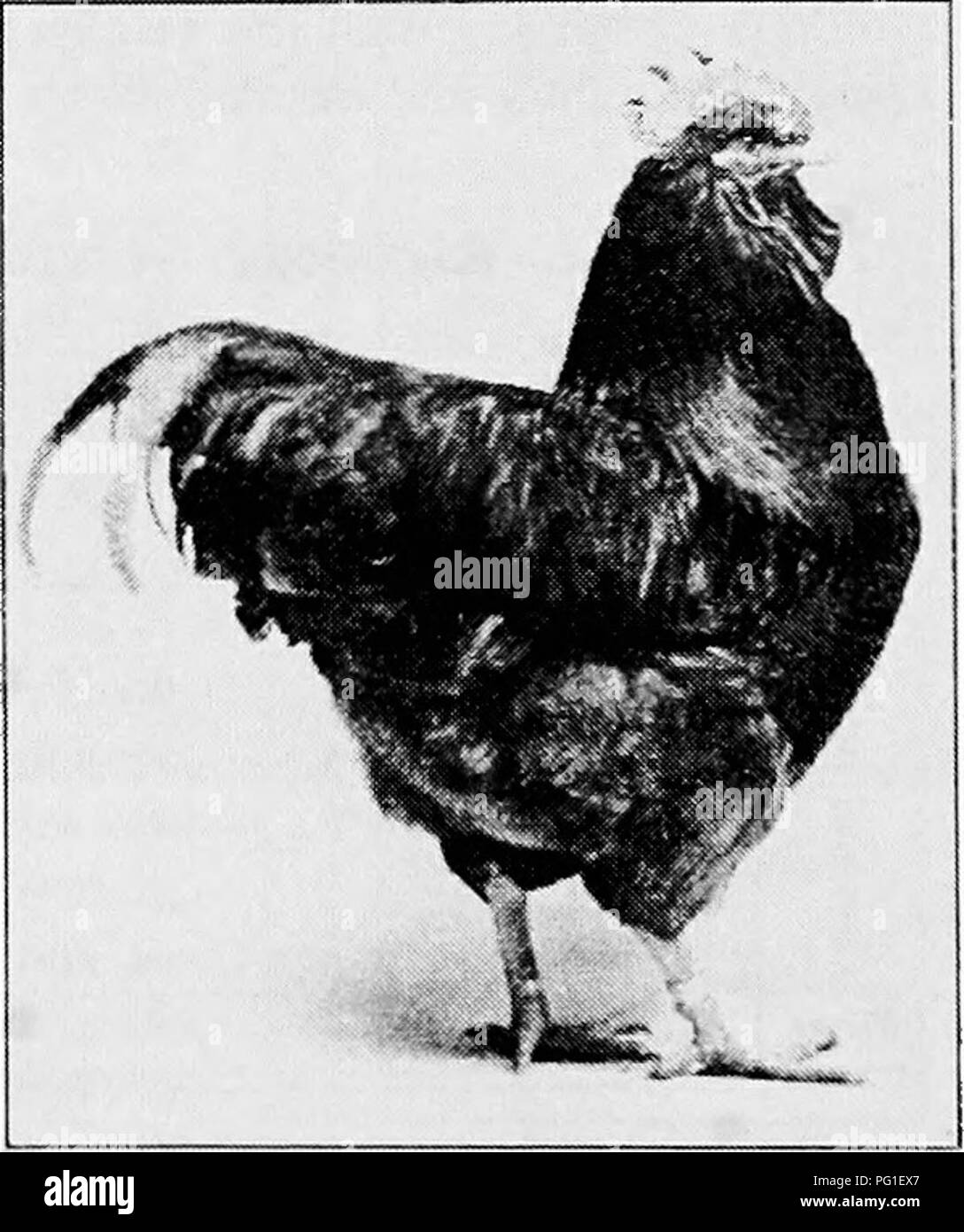 . Principles and practice of poultry culture . Poultry. Fig. 438. Single-Combed Buff Orpington pullet Typically the differences in shape of body between these breeds are as fol- lows : The Rhode Island Red, compared with the Wyandotte (which has the same weights, except for the pullet), has a long body, described as &quot; oblong &quot; ; the Wyandotte, a chunky, &quot; blocky&quot; body. The Buckeye tends toward the Indian Game rather than the oblong Rhode Island Red shape. Compared with the Wyandotte and Rhode Island Red, the Plymouth Rock is longer-bodied than the Wyandotte and heavier than Stock Photo