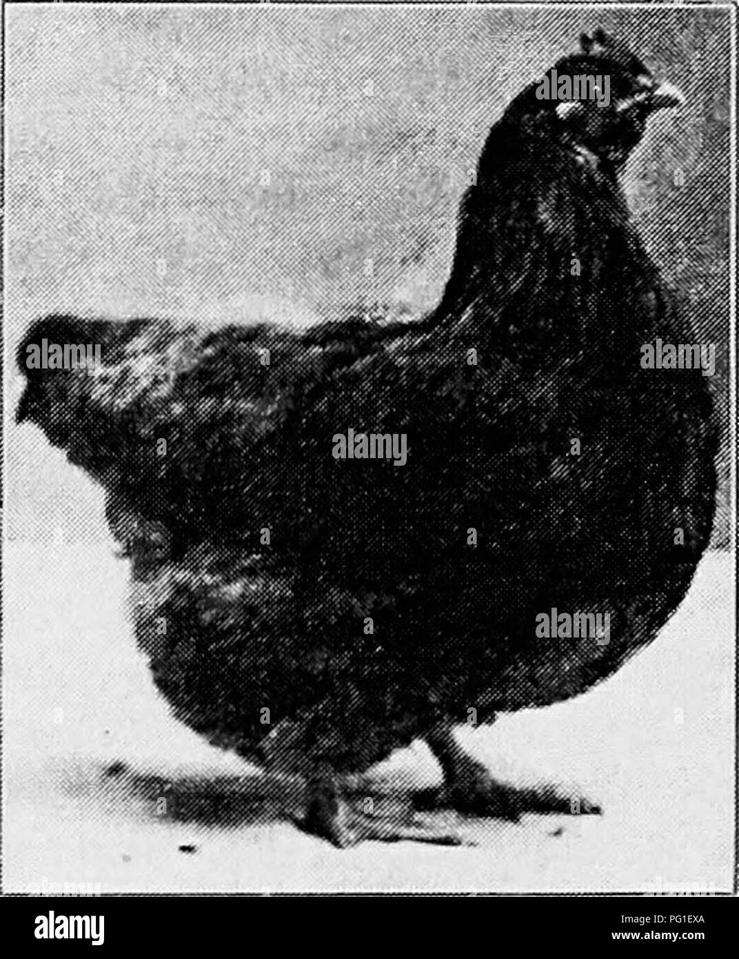 . Principles and practice of poultry culture . Poultry. 42 2 POULTRY CULTURE. Fig. 438. Single-Combed Buff Orpington pullet Typically the differences in shape of body between these breeds are as fol- lows : The Rhode Island Red, compared with the Wyandotte (which has the same weights, except for the pullet), has a long body, described as &quot; oblong &quot; ; the Wyandotte, a chunky, &quot; blocky&quot; body. The Buckeye tends toward the Indian Game rather than the oblong Rhode Island Red shape. Compared with the Wyandotte and Rhode Island Red, the Plymouth Rock is longer-bodied than the Wyan Stock Photo