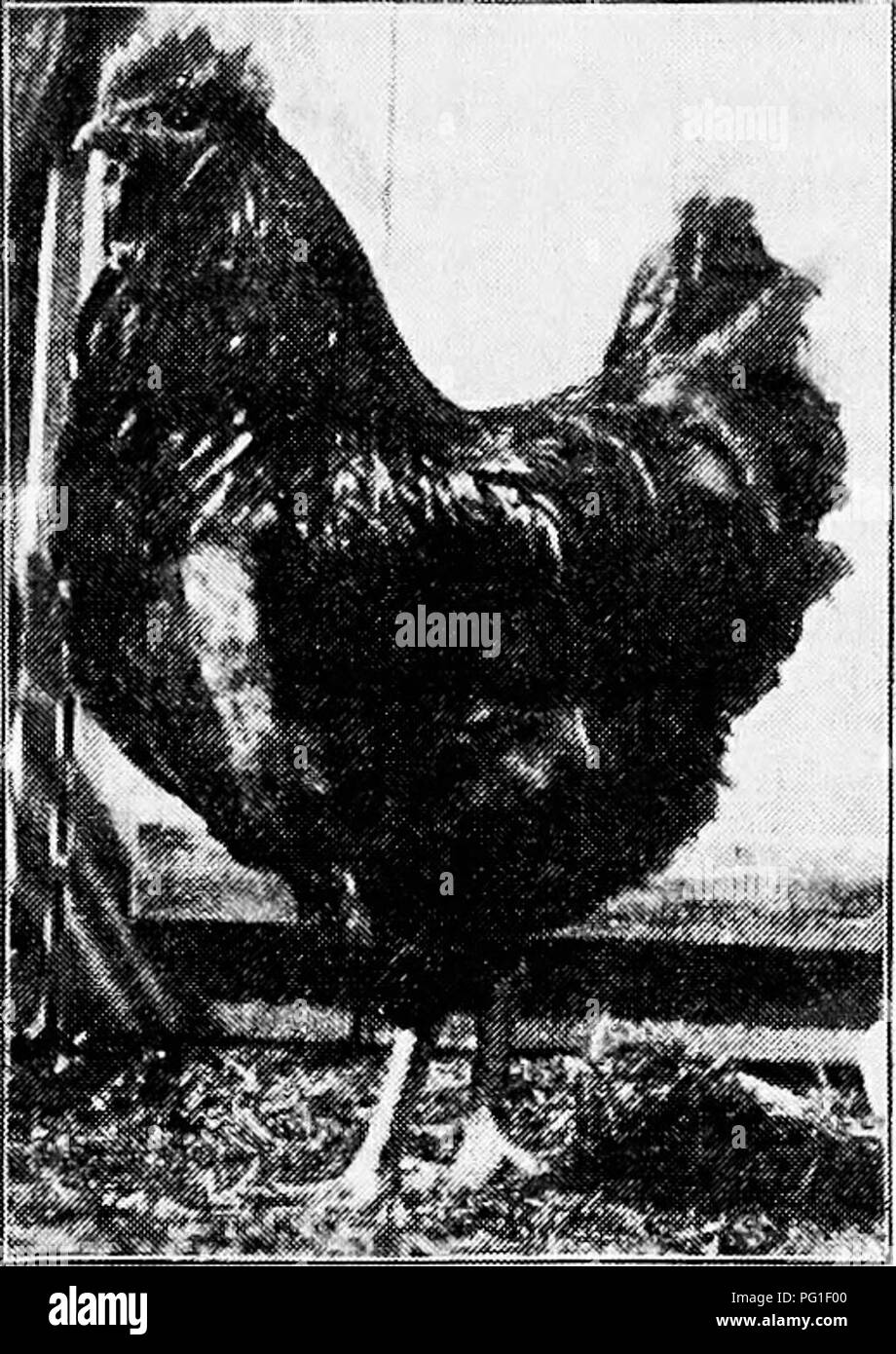. Principles and practice of poultry culture . Poultry. TYPES, BREEDS, AND VARIETIES OF FOWLS 417. Fig. 430. Single-Combed Black Orpington cockerel. (Photograph from owner, W. E. Matthews, New London, Connecticut) and legs (black or flesh color). The typical Orpington is also a heavier-bodied bird, comparing with American birds of the type as do the English Minorcas and Leghorns with American types of those breeds. The color varieties are black, buff, white, variegated (the &quot; Diamond Jubilee &quot;), and spangled. In some varieties there are both rose- and single-combed subvarieties, as i Stock Photo
