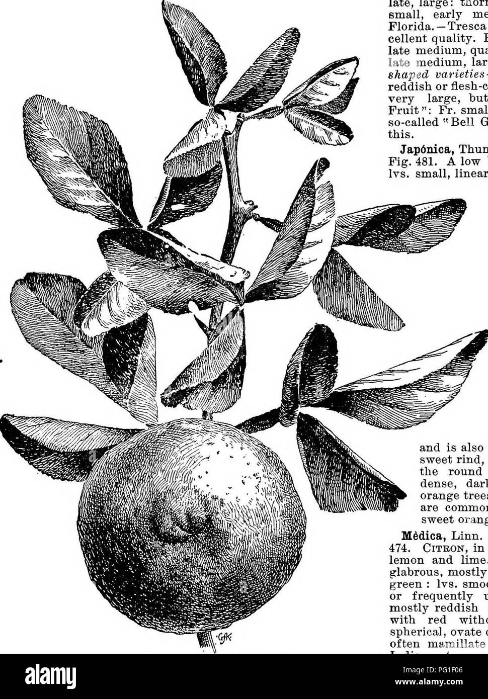 . Cyclopedia of American horticulture, comprising suggestions for cultivation of horticultural plants, descriptions of the species of fruits, vegetables, flowers, and ornamental plants sold in the United States and Canada, together with geographical and biographical sketches. Gardening. 324 CITRUS CITKUS budded on the hardy trifoliata orange stock.—Tan- gerine : Fr. very early, light orange,- medivuu size. Foreign. Decnmilna, Linn. (C. Pomel&amp;nus, Hort.). Pomelo, PuMELO, Shaddock,Gbape-feuit, Pompelmos, etc. Tree. 479. Citrus trifoliata. Natural size. small, 25-30 feet high: young shoots sl Stock Photo