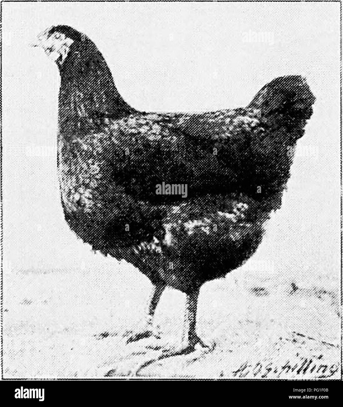 . Principles and practice of poultry culture . Poultry. Fig. 426. Rose-Combed Rhode Island Red hen Fig. 427. Rose-Combed Rhode Island Red pullet. Please note that these images are extracted from scanned page images that may have been digitally enhanced for readability - coloration and appearance of these illustrations may not perfectly resemble the original work.. Robinson, John H. (John Henry), 1863-1935. Boston ; New York : Ginn and Company Stock Photo