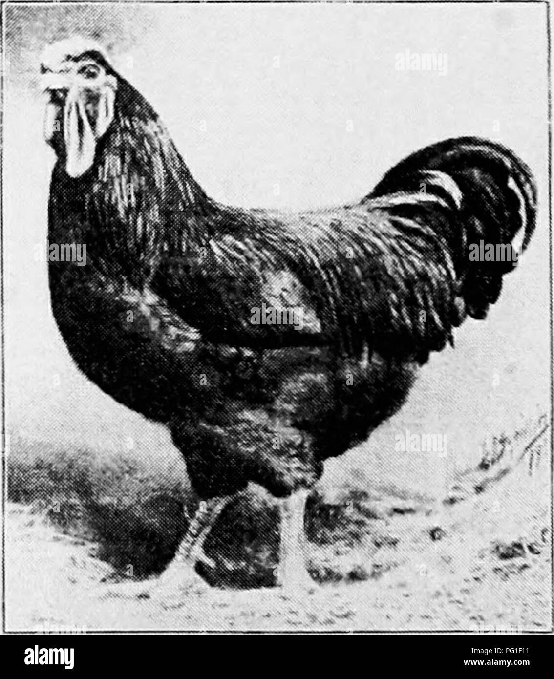 . Principles and practice of poultry culture . Poultry. Fig. 422. Single-Combed Rhode Island Red pullet^ Fig. 423. Single-Combed Rhode Island Red hen of the blood of almost all races that have attracted notice, the red color and the general-purpose type being preserved through it all. As bred on these farms little attention was given, as a rule, to selection for a partic- ular shade or for uniformity of color, though a few stocks were selected with some care as to such points. In size and shape they varied much more than is usual when any form of selec- tion has long been practiced. As has bee Stock Photo