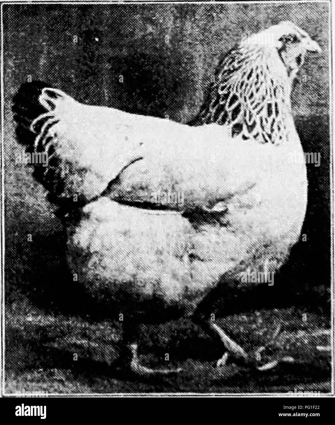 . Principles and practice of poultry culture . Poultry. Fig. 417. Columbian Wyandotte cockerel D. Lincoln Orr, Orr's Mills^ New York (Photograph by Sewell) The Silvei'-Penciled Wyan- dotte was produced almost simultaneously with the Brack- enbury-Cornell strain of the foregoing variety, by the same breeders, and was admitted to the Standard only a year later, in 1902. This variety was made by mating a Dark Brahma hen to a Partridge Wyandotte male, and Dark Brahma and Silver-Penciled Hamburg females to a Silver- Laced Wyandotte male, and by breeding selected speci- mens from the offspring of th Stock Photo