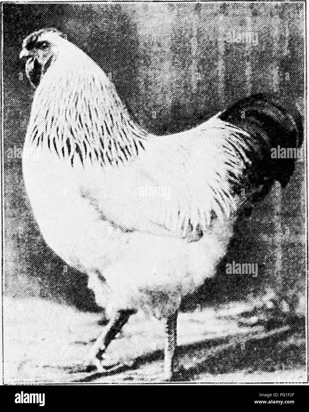 . Principles and practice of poultry culture . Poultry. 412 POULTRY CULTURE. Fig. 417. Columbian Wyandotte cockerel D. Lincoln Orr, Orr's Mills^ New York (Photograph by Sewell) The Silvei'-Penciled Wyan- dotte was produced almost simultaneously with the Brack- enbury-Cornell strain of the foregoing variety, by the same breeders, and was admitted to the Standard only a year later, in 1902. This variety was made by mating a Dark Brahma hen to a Partridge Wyandotte male, and Dark Brahma and Silver-Penciled Hamburg females to a Silver- Laced Wyandotte male, and by breeding selected speci- mens fro Stock Photo