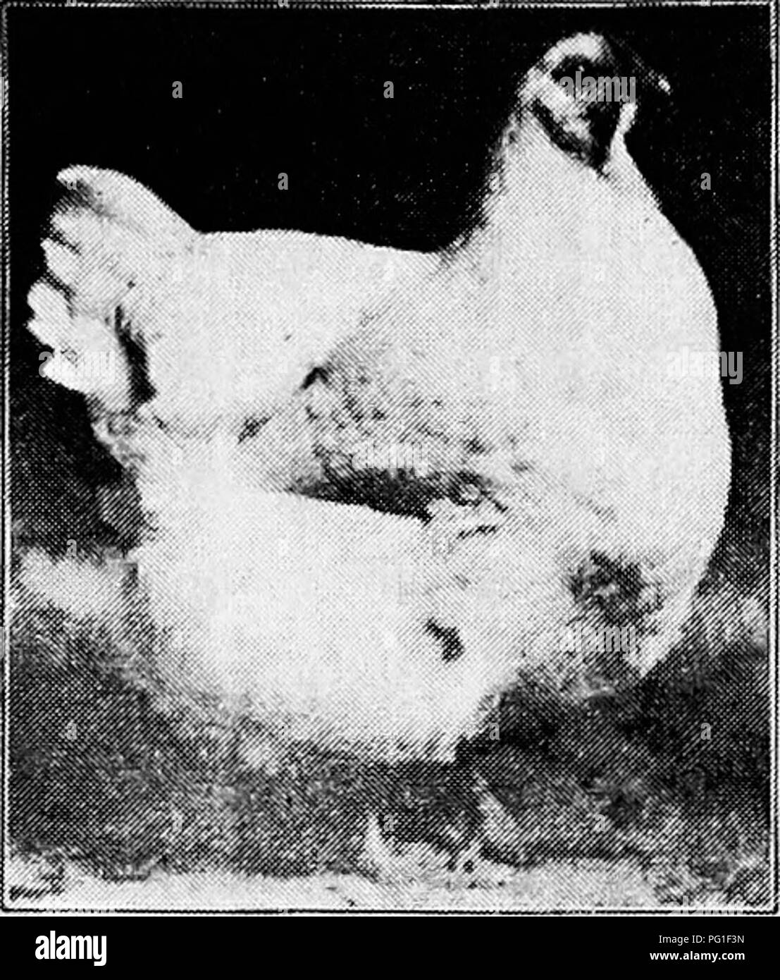 . Principles and practice of poultry culture . Poultry. TYPES, BREEDS, AND VARIETIES OF FOWLS 409 variety, with a ground of golden bay instead of white. White Wyandottes were produced as sports from the Hghter specimens of the early silver-laced variety, and also (it may safely be presumed) by every cross that promised a rose- combed white fowl of this general type. In fact, for a long time after the variety was introduced, any rose- combed white fowl with yellow legs that was larger than an ordinary Leg- horn was offered, and often passed, as a White Wyandotte. The stock, as introduced in 188 Stock Photo