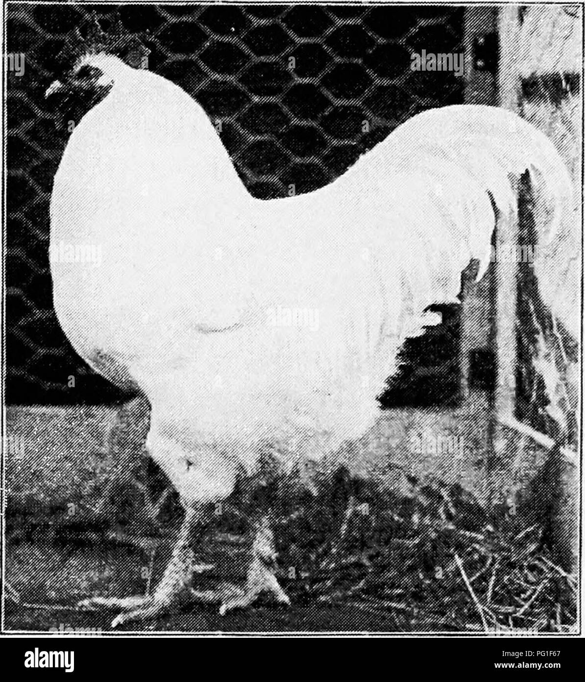 . Principles and practice of poultry culture . Poultry. 402 POULTRY CULTURE. birds when mated to- gether or mated with White Plymouth Rock stock. With sporting still occurring, it is easy to accept the statements of the early breeders of Barred Rocks, who say that white sports were com- mon. From the use of white fowls in matings to produce Barred Plymouth Rocks it may be inferred that white specimens were often produced in con- siderable numbers by direct transmission of color and by reversion to known ancestors. It is also probable that many white fowls of this type were produced from accide Stock Photo