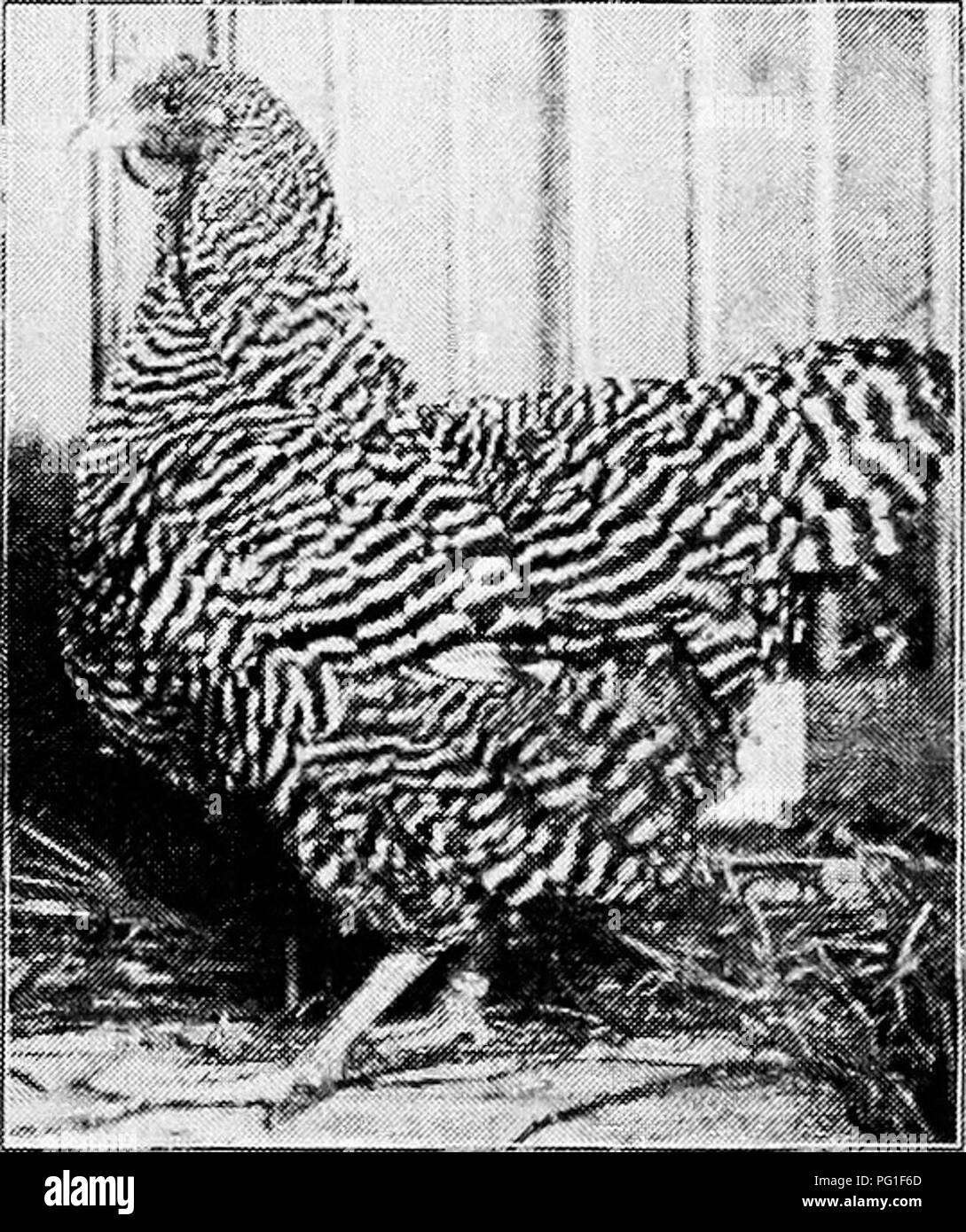 . Principles and practice of poultry culture . Poultry. Fig. 396. Dominique hen (Photograph from owner, A. Q. Carter) and markings. It was found impossible to produce this with regu- larity by mating males and females of the desired shade, and in consequence the double-mating system has been used to give this result. There are really two subvarieties of the Exhi- bition Barred Plymouth Rock, usually de- scribed as the male line and the female line respectively. The Exhibition male is produced by mating Exhibition males to females of the same line of- breeding, these being very much darker and  Stock Photo