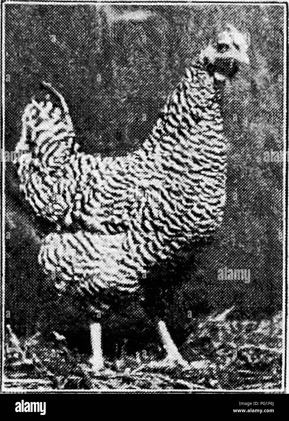 . Principles and practice of poultry culture . Poultry. TYPES, BREEDS, AND VARIETIES OF FOWLS 401. Fig. 396. Dominique hen (Photograph from owner, A. Q. Carter) and markings. It was found impossible to produce this with regu- larity by mating males and females of the desired shade, and in consequence the double-mating system has been used to give this result. There are really two subvarieties of the Exhi- bition Barred Plymouth Rock, usually de- scribed as the male line and the female line respectively. The Exhibition male is produced by mating Exhibition males to females of the same line of-  Stock Photo