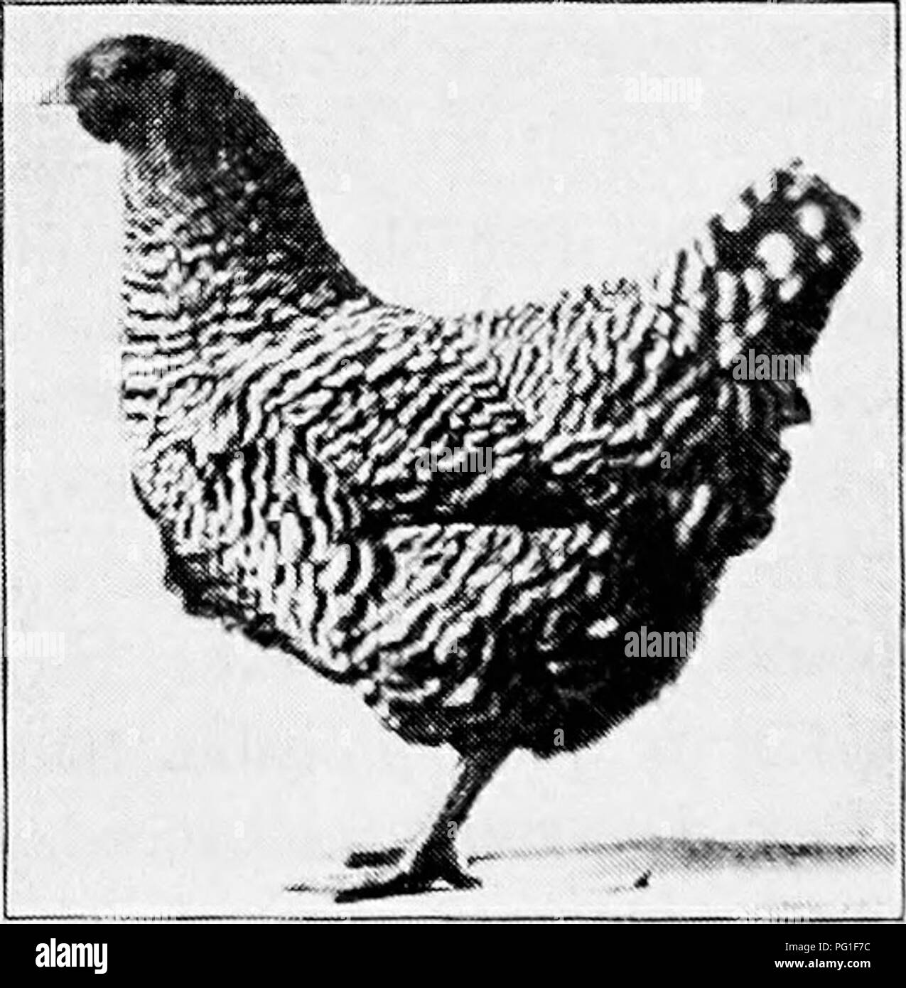 . Principles and practice of poultry culture . Poultry. 396 POULTRY CULTURE &quot;% /'^ _;1 ^^^^^m ^*SM&amp; ^^y Uu Fig. 392. Dominique coclcerel. (Photograph from owner, W. H. Davenport, Coleraine, Massachusetts) Dominiqties, as devel- oped either by amalgama- tion of early barred types or by preference for the type which became fixed and dominant, were small medium-sized fowls with rose combs. In shape and carriage they resembled Hamburgs and Leghorns, though more substantially built. They were rugged and hardy, good layers, fattened well, and made good table poultry. The males were much lig Stock Photo