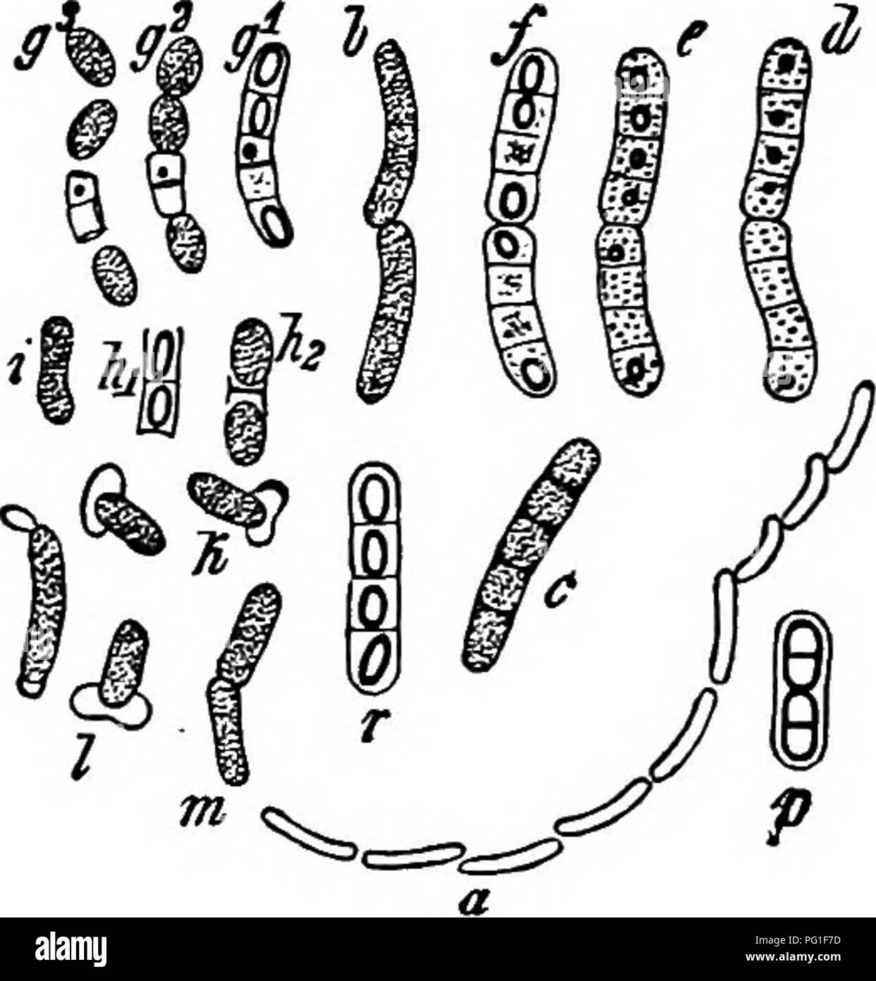 . Comparative morphology and biology of the fungi, mycetozoa and bacteria . Plant morphology; Fungi; Myxomycetes; Bacteriology. CHAP.X.—MORPHOLOGY OF THE BACTERIA.—ENDOSPOROUS BACTERIA, 463. All the above phenomena are in themselves sufficiently simple, and their course is essentially the same in all the species; but it is nevertheless desirable that we should study a few examples more closely, and see in what light the parts in question present themselves and the form which the specific differences assume. Our first example shall be the large species long known in our laboratories by the name Stock Photo