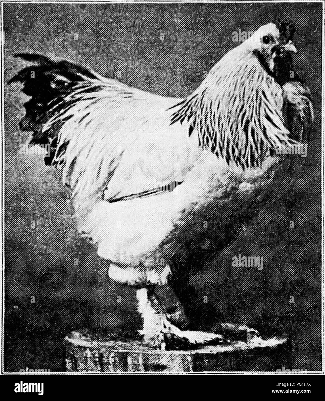 . Principles and practice of poultry culture . Poultry. TYPES, BREEDS, AND VARIETIES OF FOWLS 393. Fig. 390. Light Brahma cockerel. (Photograph from owner, Frank C. Nutter, South Portland, Maine) the black-red to the black- white type of coloration, and still showing, in all but a few rare specimens, traces of brown or red throughout the plumage. The comb is an immaterial point, for not only were Brahmas at first produced with both pea combs and single combs, but also a pea-combed variety of the Partridge Cochin was rec- ognized in the American Standard as late as 1887. The Dark Brahma of to-  Stock Photo