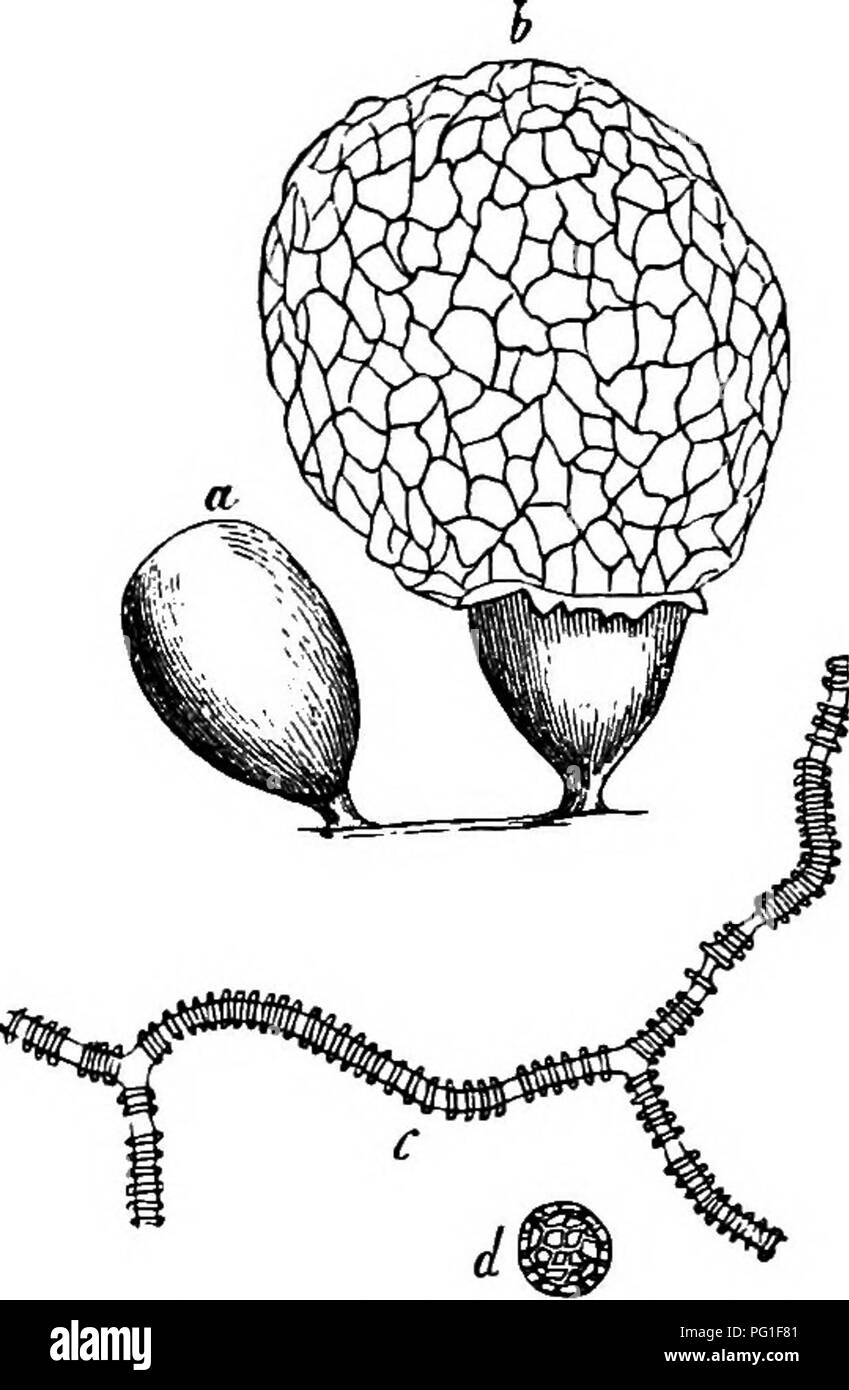 This text explores the comparative morphology of fungi, myxomycetes ...