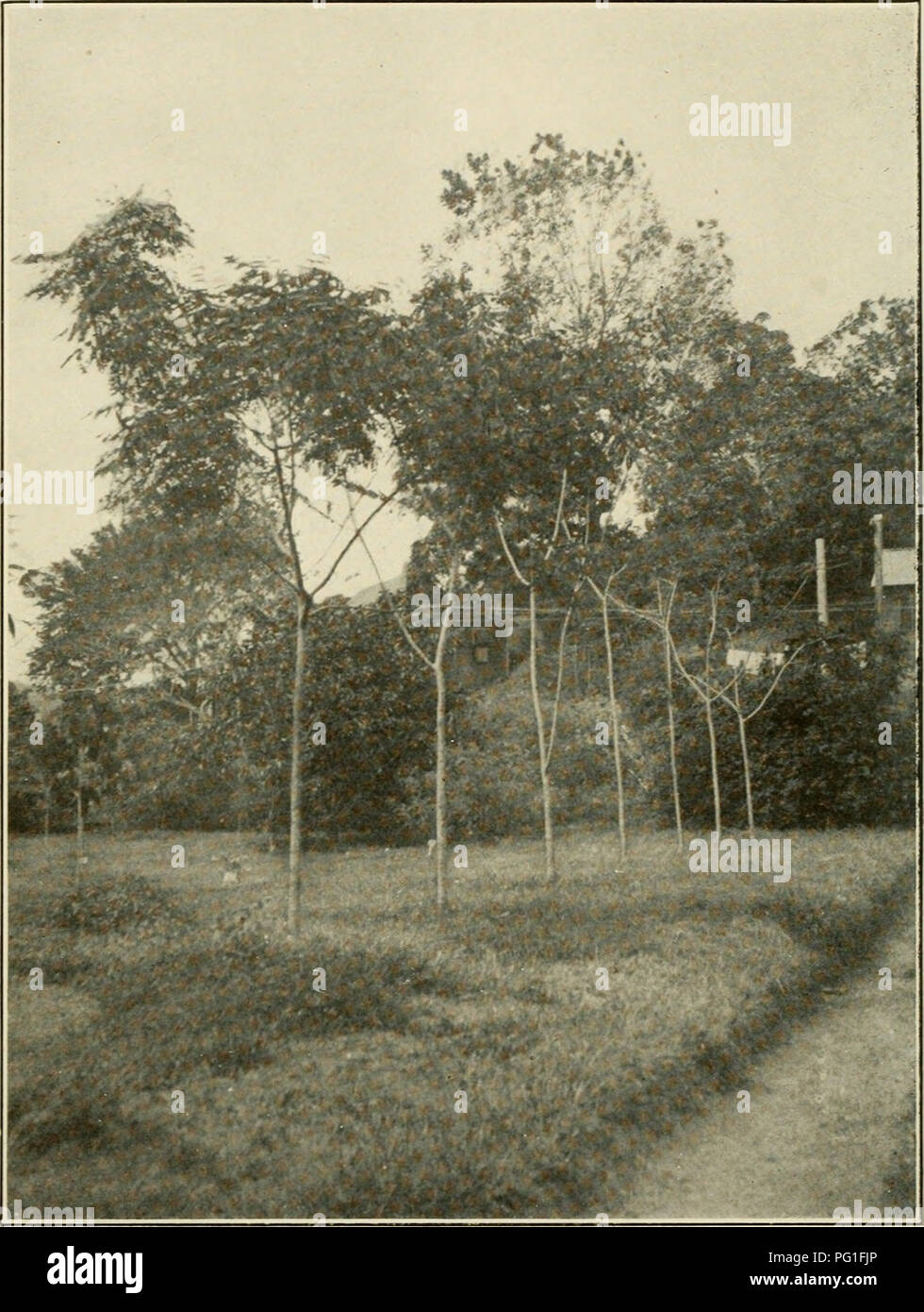 . The Cuba review. 14. THE CUBA REV IE W. Redwood Trees. The Redwood, a Tree of Interest to Tropical America One familiar witli the principal tinil)er and shade trees of tropical America must have observed the increasing popularity of redwood (Adenanthera pavonina) as a shade and ornamental tree along the streets and in the parks of cities and towns in the West Indies. The tree is a native of the tropical East and is found most abundantly in Bengal, South India, Burma, Molucca, and North Queensland. Its botanical distribution has, however, been greatly extended by planting, and it is now growi Stock Photo