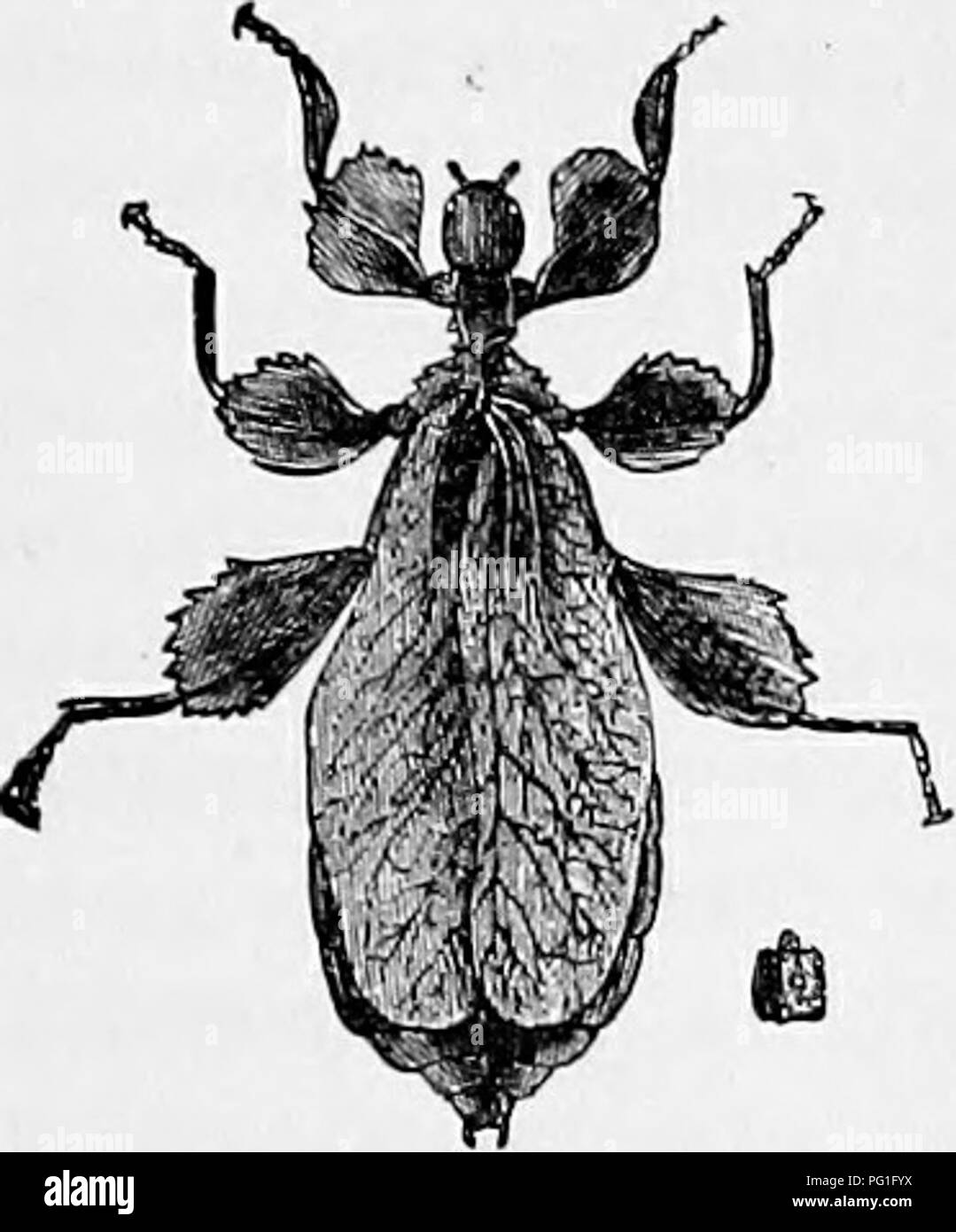 . Zoology : for students and general readers . Zoology. PltOTECTI VE RESEMBLANOE. QTt. Fig. 54:3.—Leaf insect (Phy- liltm). Half na^iral size. back. The caterpillars of the geometrid moths often won- derfully mimic the stems of the plants they feed upon, in color and markings, even to the warts and tubercles on their skin. As an example of possibly con- scious mimicry or effort at conceal- ing their nest from the search of their enemies, may be cited the trap- door spider observed by Moggridgo in Southern Europe. This spider digs its hole among moss and small ferns, and after the trap-door is  Stock Photo