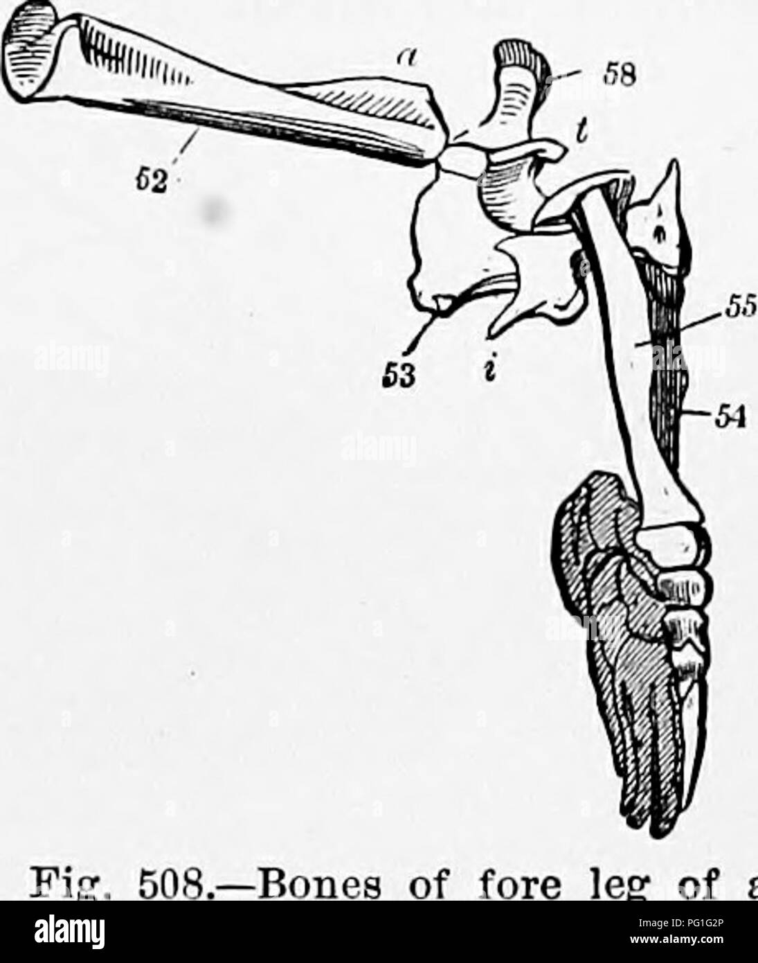 Plantigrade fore feet hires stock photography and images Alamy