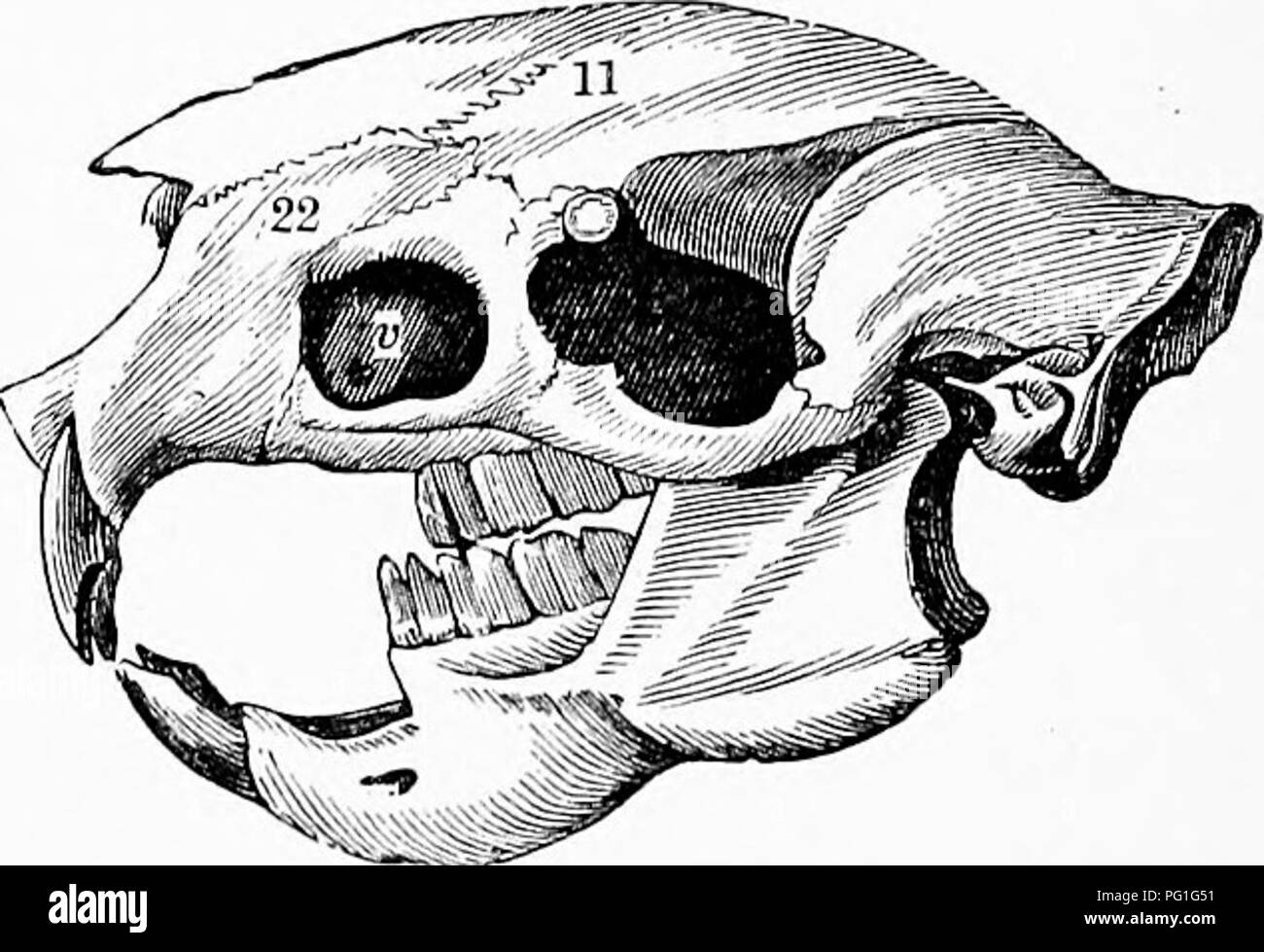 . Zoology : for students and general readers . Zoology. 562 ZOOLOGY. they are sometimes called Cavicorns. In most horned mammals, the horns are persistent; in the deer they are dropped annually ; in the prong-horned antelope (Fig. 487) the horns are also shed annually. The mammary glands are modifications of the tegument- ary glands which are found in all vertebrates except fishes. In the duckbill and spiny ant-eater {Echidna), these glands retain their simple elementary nature. In all others nip- ples are develoj)ed (Fig. 486). They correspond in general to the number of young in a litter. Th Stock Photo