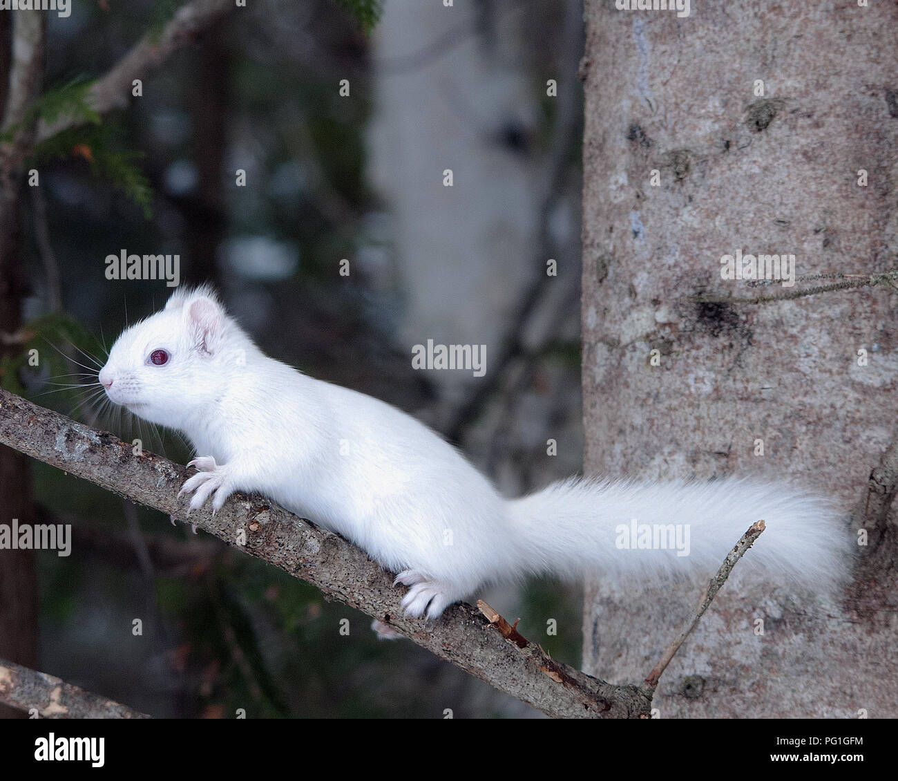 Albino Squirrel sitting on a branch in the wilderness displaying white fur, pink ears, red eyes in its environment and habitat. Stock Photo