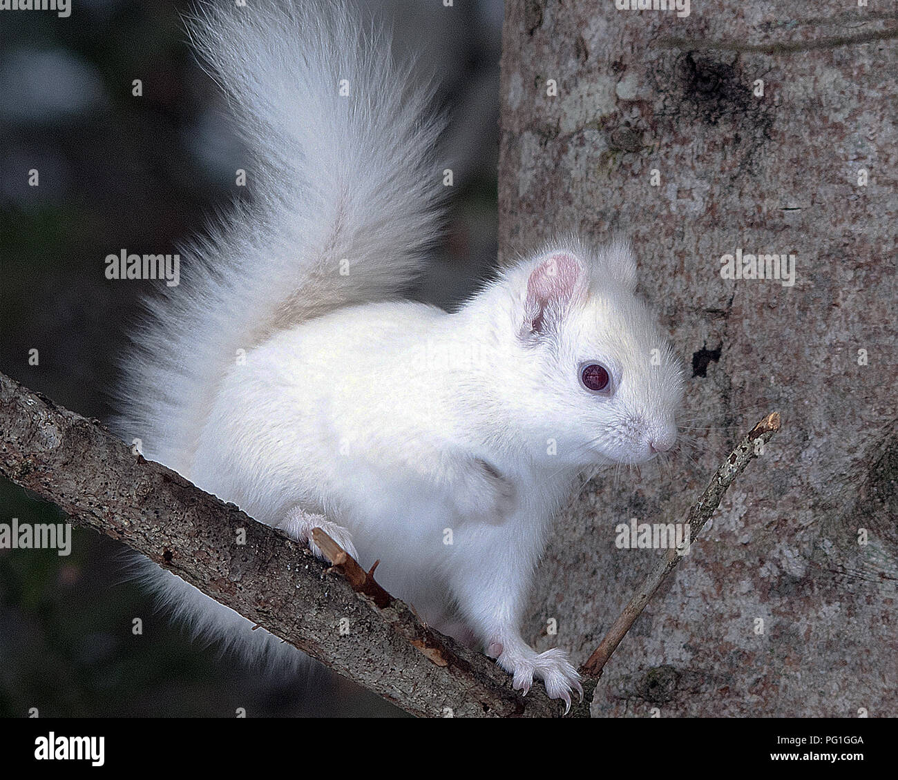 Albino Squirrel sitting on a tree branch in the forest with a blur background in its environment displaying white fur, pink nose, pink ears, red eye. Stock Photo