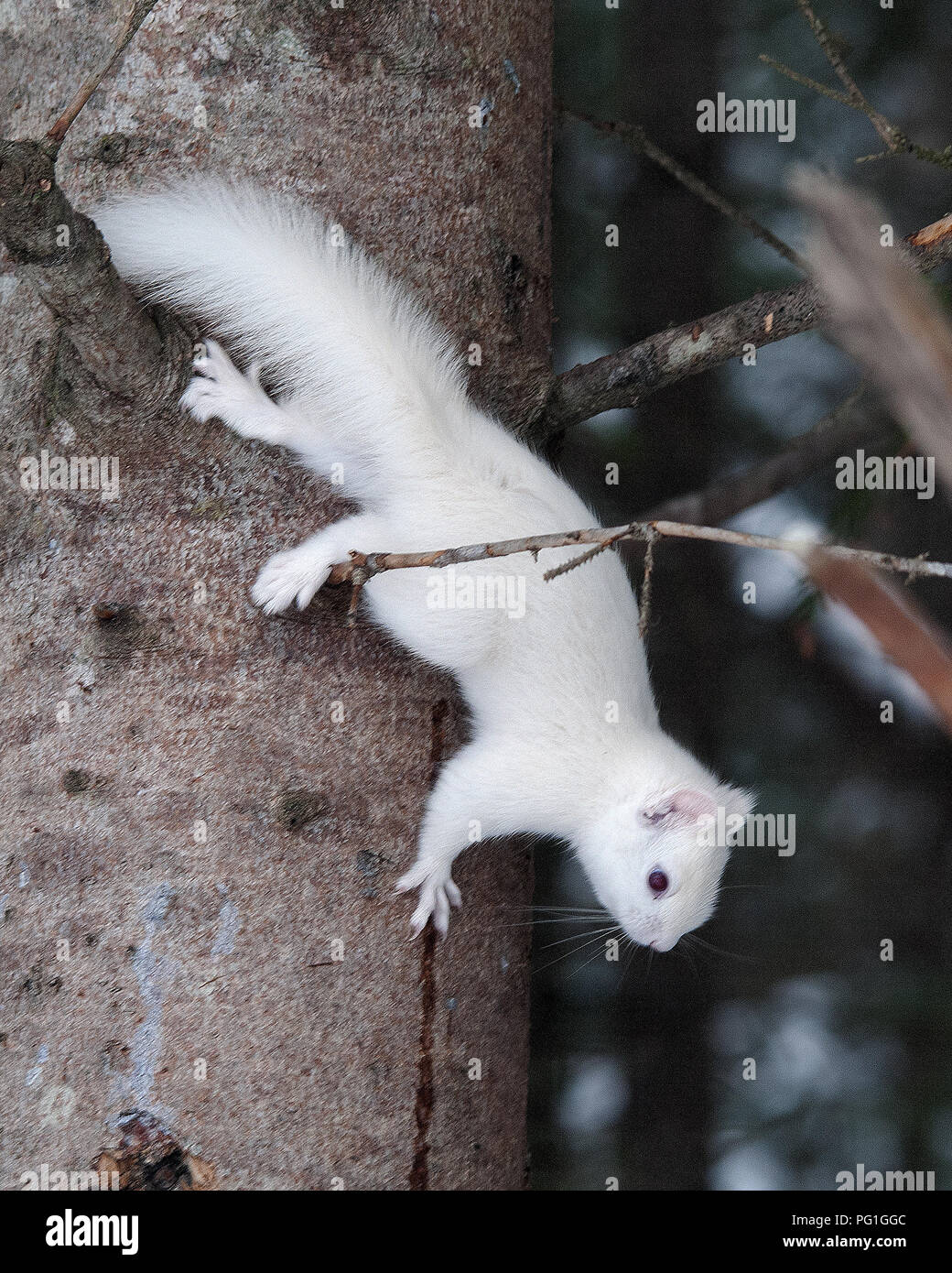 Albino Squirrel walking on a tree trunk in the forest, displaying white fur, red eyes in its environment and habitat. Image. Picture. Portrait. Stock Photo