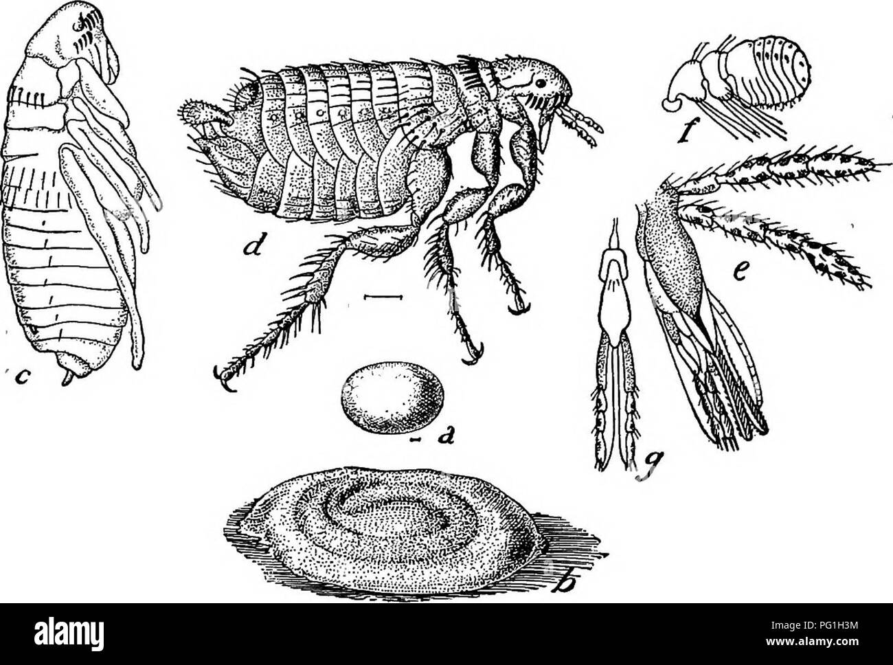 Dog Plague Stock Photos Dog Plague Stock Images Alamy