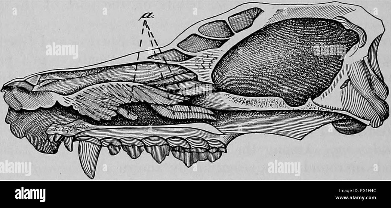 Eustachian tube Black and White Stock Photos & Images - Alamy