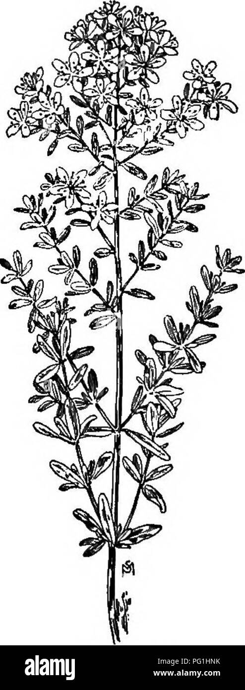 . A manual of weeds : with descriptions of all the most pernicious and troublesome plants in the United States and Canada, their habits of growth and distribution, with methods of control . Weeds. 284 BYPESICACEAE (ST. JOHlfS-WORT FAMILY) The whole plant is softly hairy. Flowers two inches or more broad, cream-yellow, with a purplish brown spot at the base of each of the five petals. Fully ripened pods are two to four inches long, nearly three-quarters of an inch thick at base, tapering to a point, and ten-ribbed. The ribs soon become strongly fibrous, and when the fruit is wanted for food, th Stock Photo
