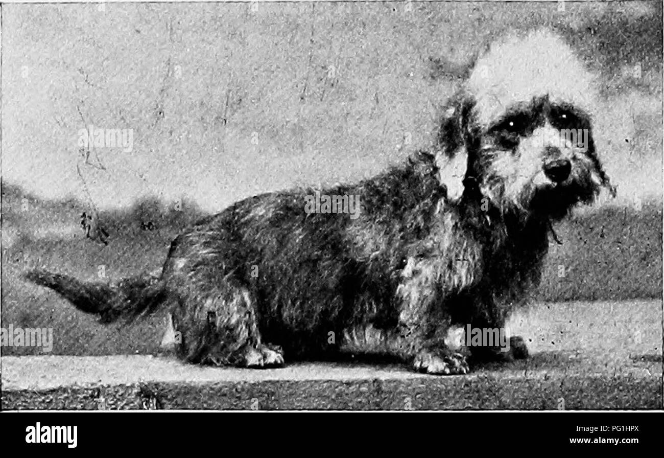 Why Is My Dogs Coat Getting Lighter