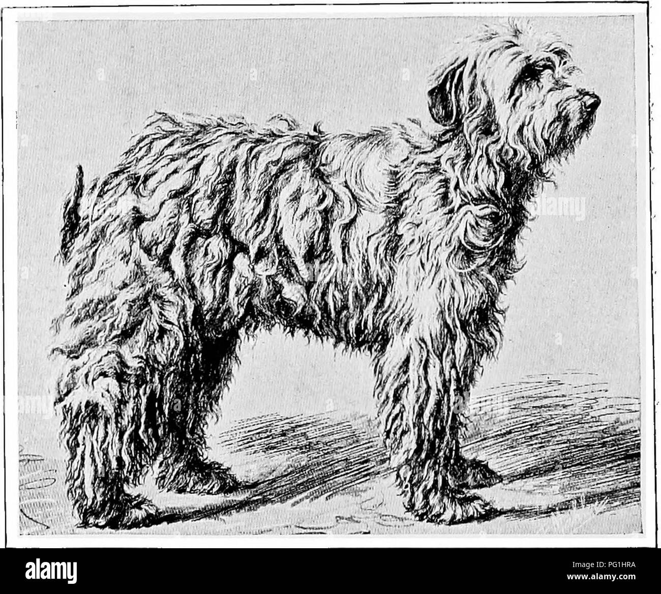 . The new book of the dog; a comprehensive natural history of British dogs and their foreign relatives, with chapters on law, breeding, kennel management, and veterinary treatment. Dogs. MISS LEFROVS KOMONDOR CSINOS. type, with drop ears and deep white coats, are curiously distributed over Europe. The pastoral dog of the Abruzzes, often called the sheepdog of the Maremmes, is decidedly of this character, and might readily pass for the Komondor. The Leonberg.—It may be expected that something should here be said of the Leonberg dog, as it is supposed also to be a worker among flocks and herds.  Stock Photo