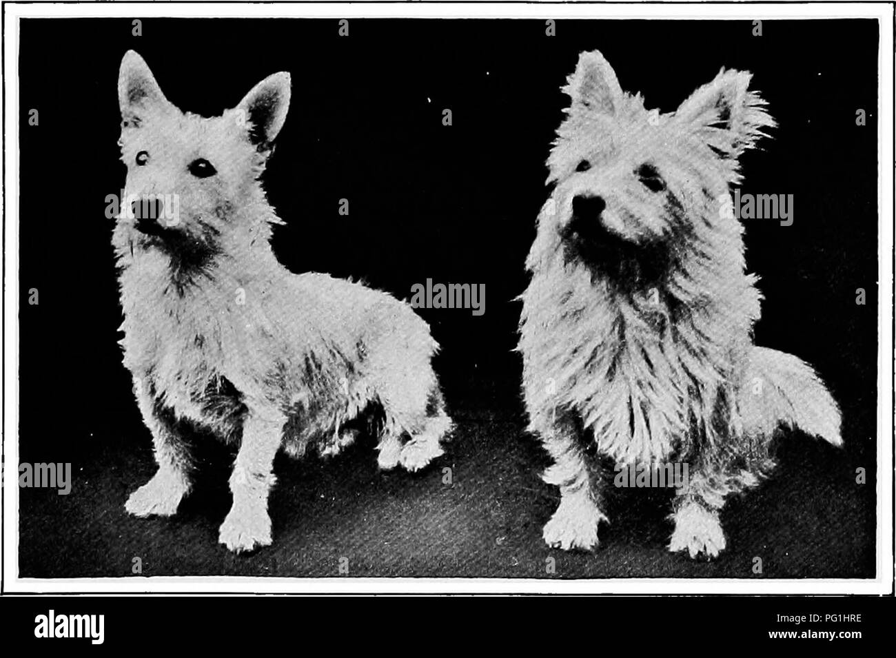 west highland terrier history