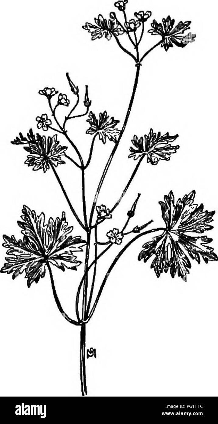 . A manual of weeds : with descriptions of all the most pernicious and troublesome plants in the United States and Canada, their habits of growth and distribution, with methods of control . Weeds. GERANIACEAE {.GERANIUM FAMILY) 257 preceding species, a little more than a half-inch long, faintly five- sided, with tapering point. Seeds compressed ovoid, brown, trans- versely wrinkled. Means of control the same as for Wood Sorrel. SMALL-FLOWERED CRANE'S-BILL Geranium pusillum, Burm. f. Introduced. Annual or biennial. Propagates by seed. Time of bloom: May to September. Seed-time: June to October. Stock Photo