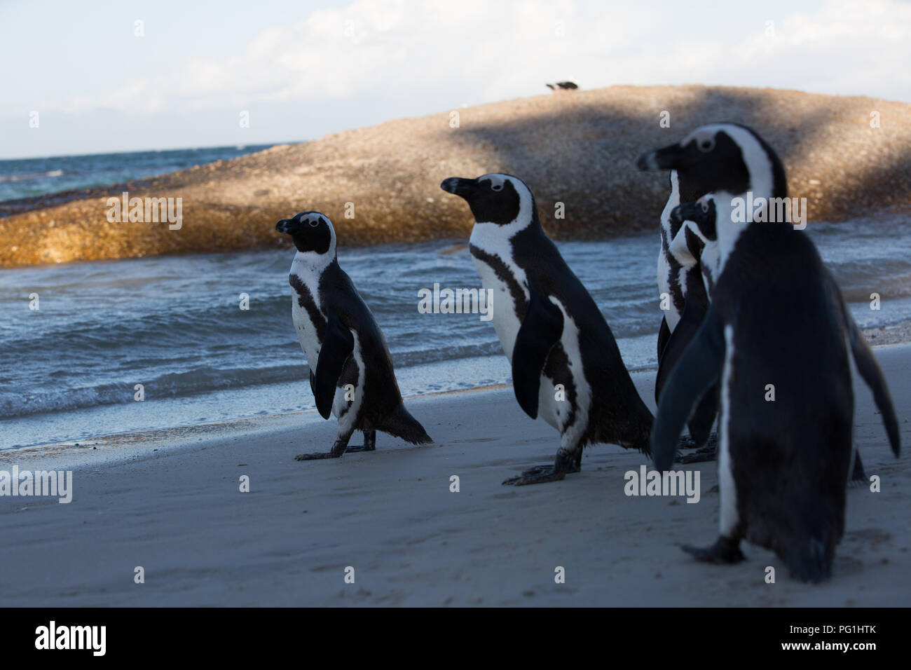 african penguins walking over the beach in the ocean to swim with there family Stock Photo