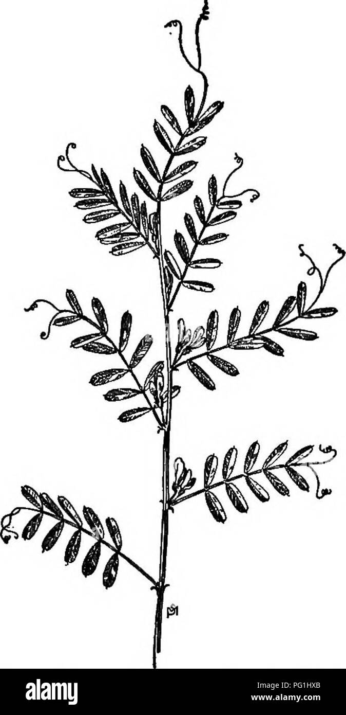 . A manual of weeds : with descriptions of all the most pernicious and troublesome plants in the United States and Canada, their habits of growth and distribution, with methods of control . Weeds. LEQUMINOSAE (.PULSE FAMILY) 247 and four to eight pairs of oblong leaflets, slightly notched at their tips and with midrib project- ing as a fine, bristly point. Ex- tending from between the terminal pair of leaflets is a long forked tendril. Flowers on short axillary peduncles, usually in pairs, nearly an inch long and rather showy, the corolla being reddish purple or sometimes rosy pink, the stand- Stock Photo