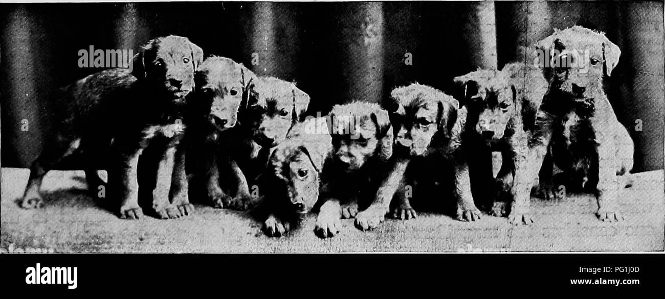 Why Do Dog Breeders Charge So Much