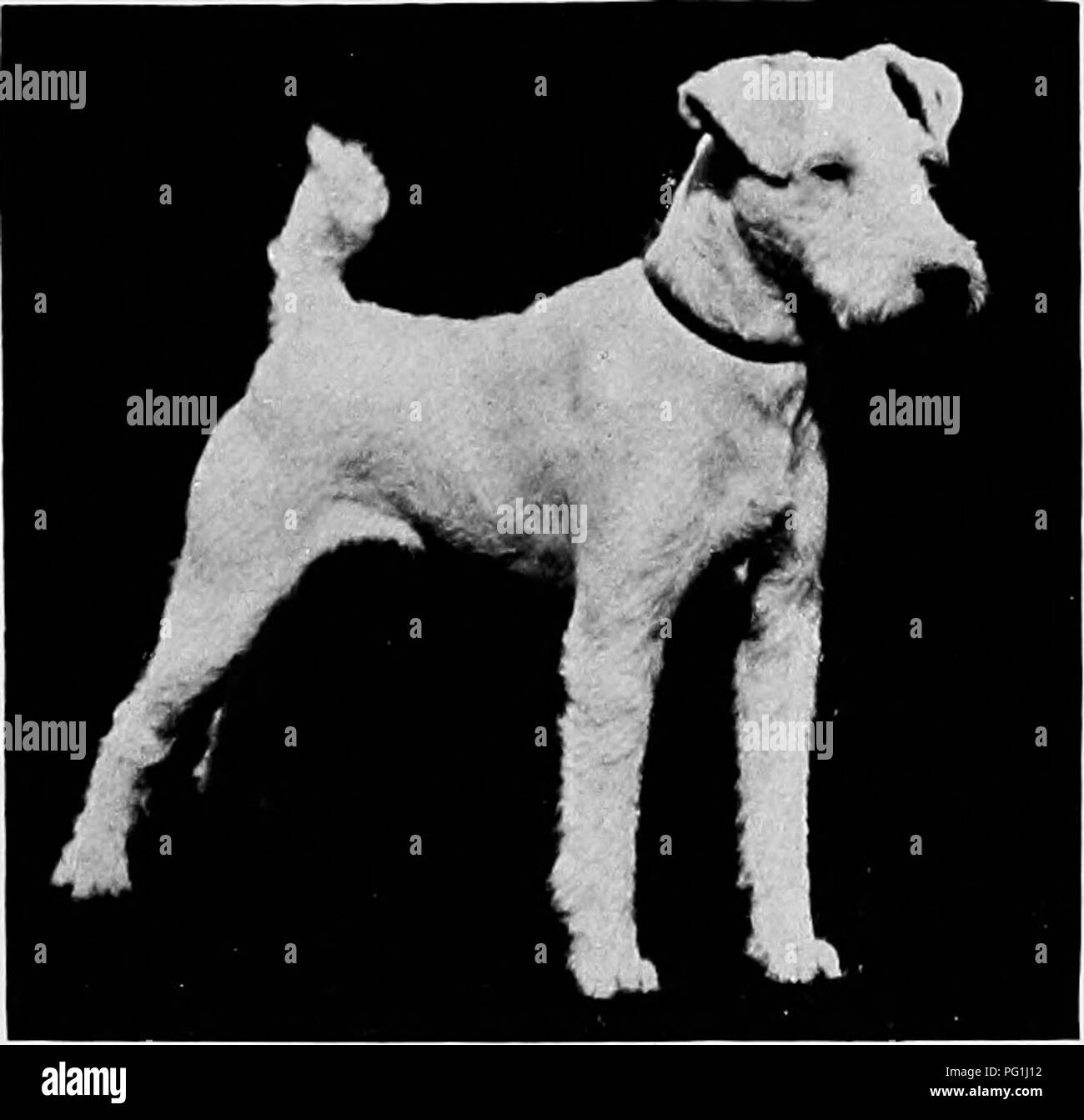 The New Book Of The Dog A Comprehensive Natural History Of