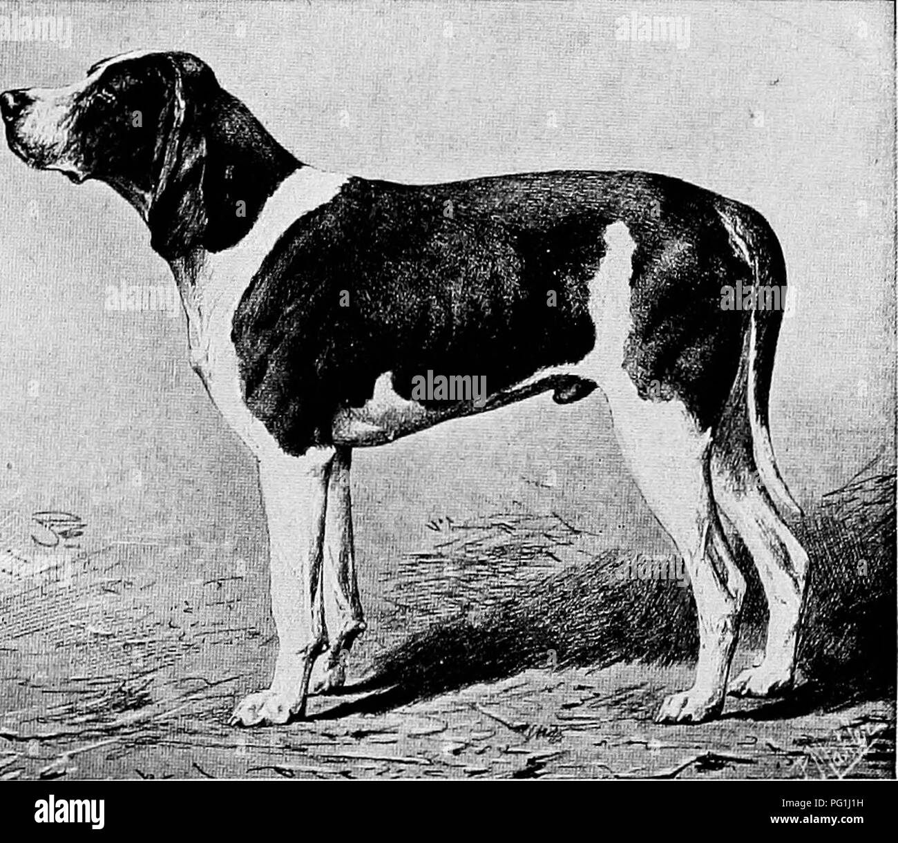 . The new book of the dog; a comprehensive natural history of British dogs and their foreign relatives, with chapters on law, breeding, kennel management, and veterinary treatment. Dogs. GRIFFON VENDEEN-NIVERNAIS PISTOLET. PROPERTY OF M. E. COSTE, LACAUCHE. velvety, folding inwards. The body-is long and heavy, broad and muscular, the neck short in proportion and heavily dewlapped. His short coat is harsh, in colour usually white with large brown, black or grizzle patches ; occasionally it is tricolour with a grizzle saddle. The height is often 29 inches, and the weight about 78 lb. A more gene Stock Photo