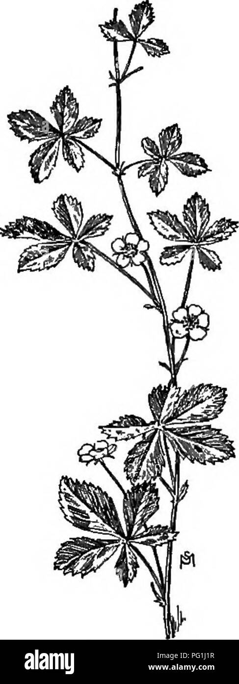 . A manual of weeds : with descriptions of all the most pernicious and troublesome plants in the United States and Canada, their habits of growth and distribution, with methods of control . Weeds. SOSACEAE (ROSE FAMILY) 209 The weed springs from a slender taproot, fringed with many thready rootlets. Leaves thickly tufted, spreading, six to eighteen inches long, pinnately compound with seven to twenty-five oblong, tooth-edged leaflets, the larger ones at the tip, decreasing in size inward to the long, grooved petiole, dark green and smooth above but underneath white with fine, silken hairs. Thr Stock Photo