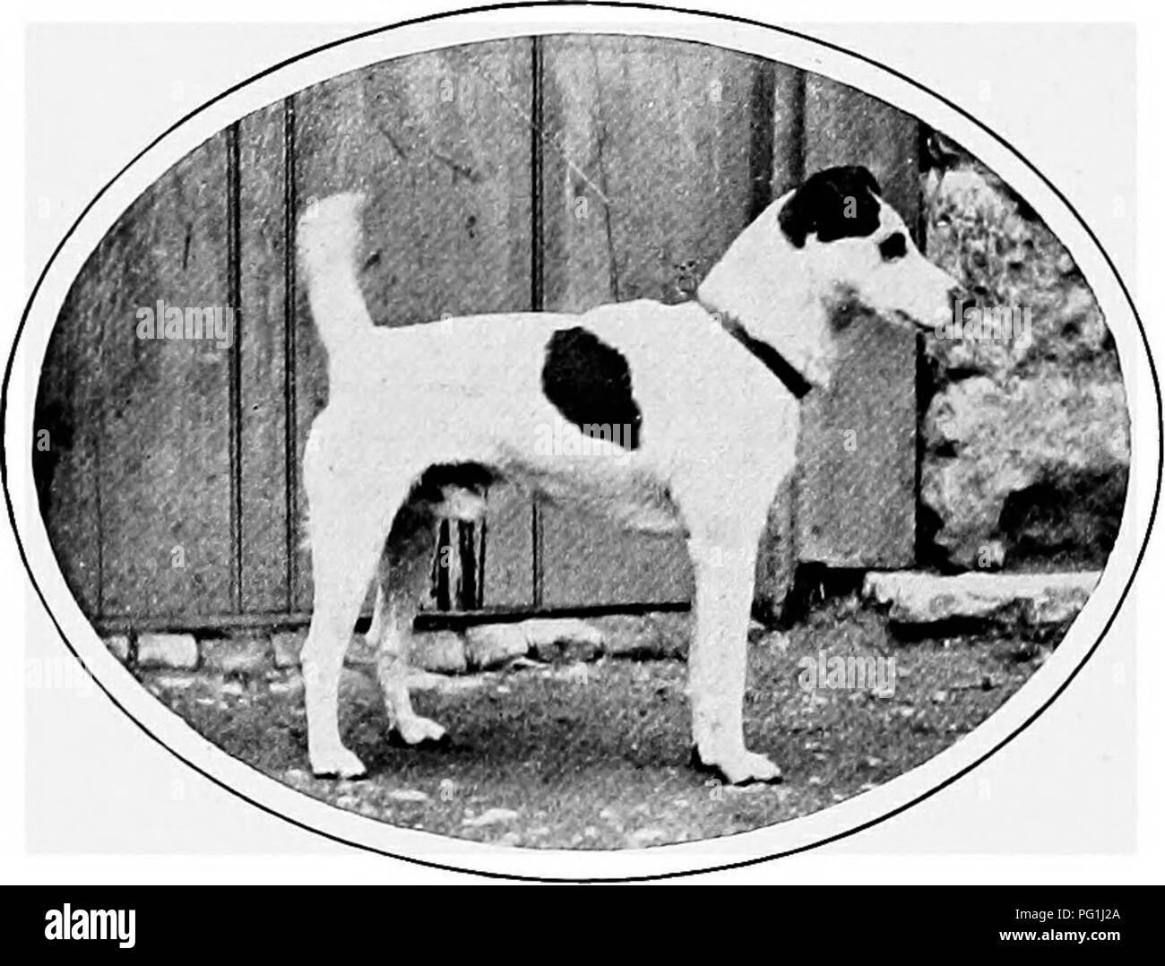 . The new book of the dog; a comprehensive natural history of British